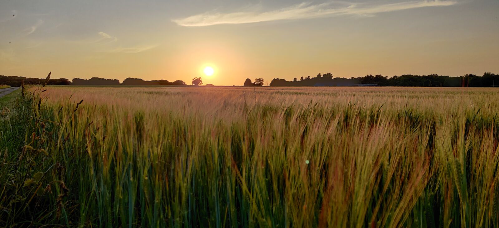 OnePlus GM1913 sample photo. Sunset, field, crop photography