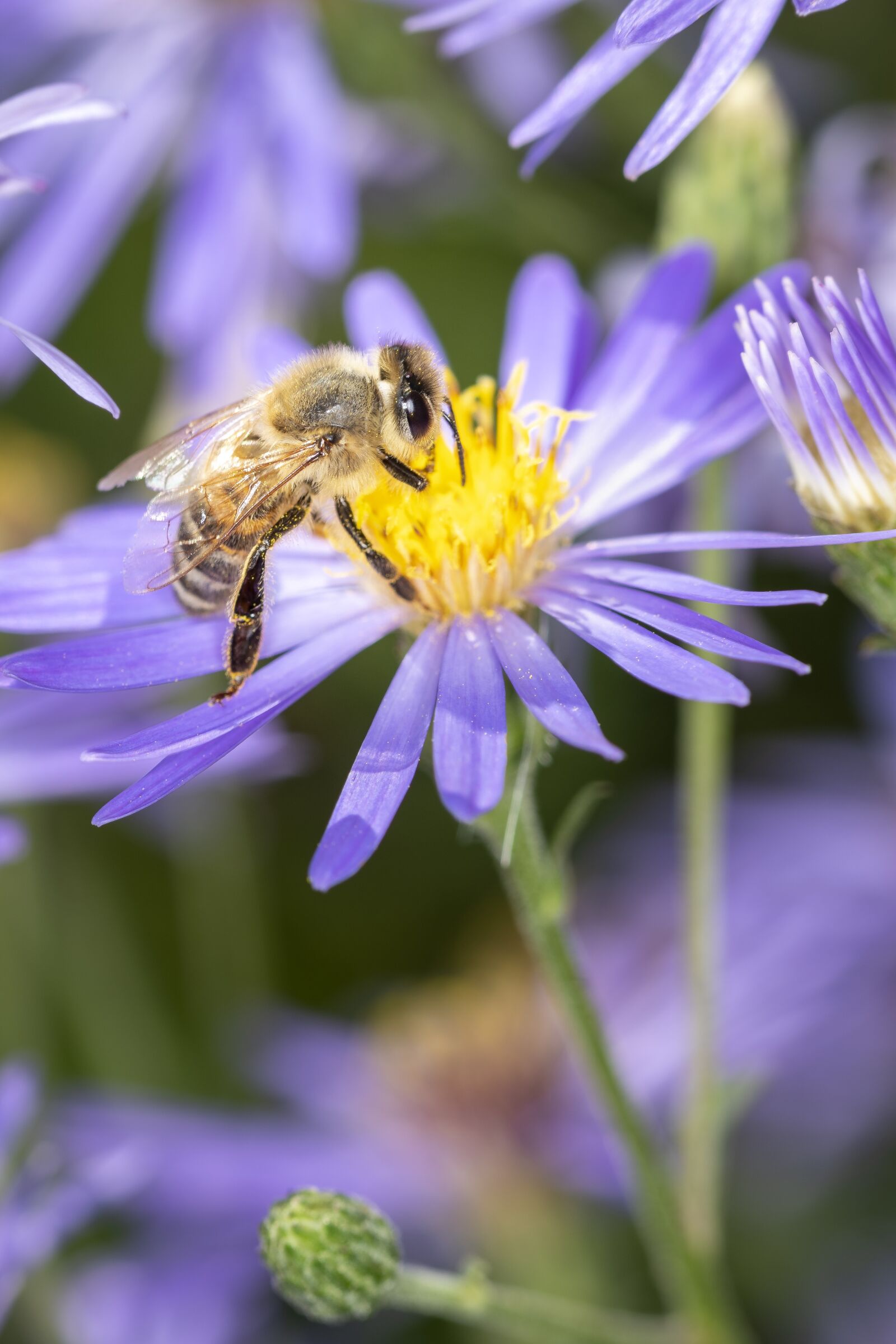 Nikon D500 sample photo. Bee, western honey bee photography