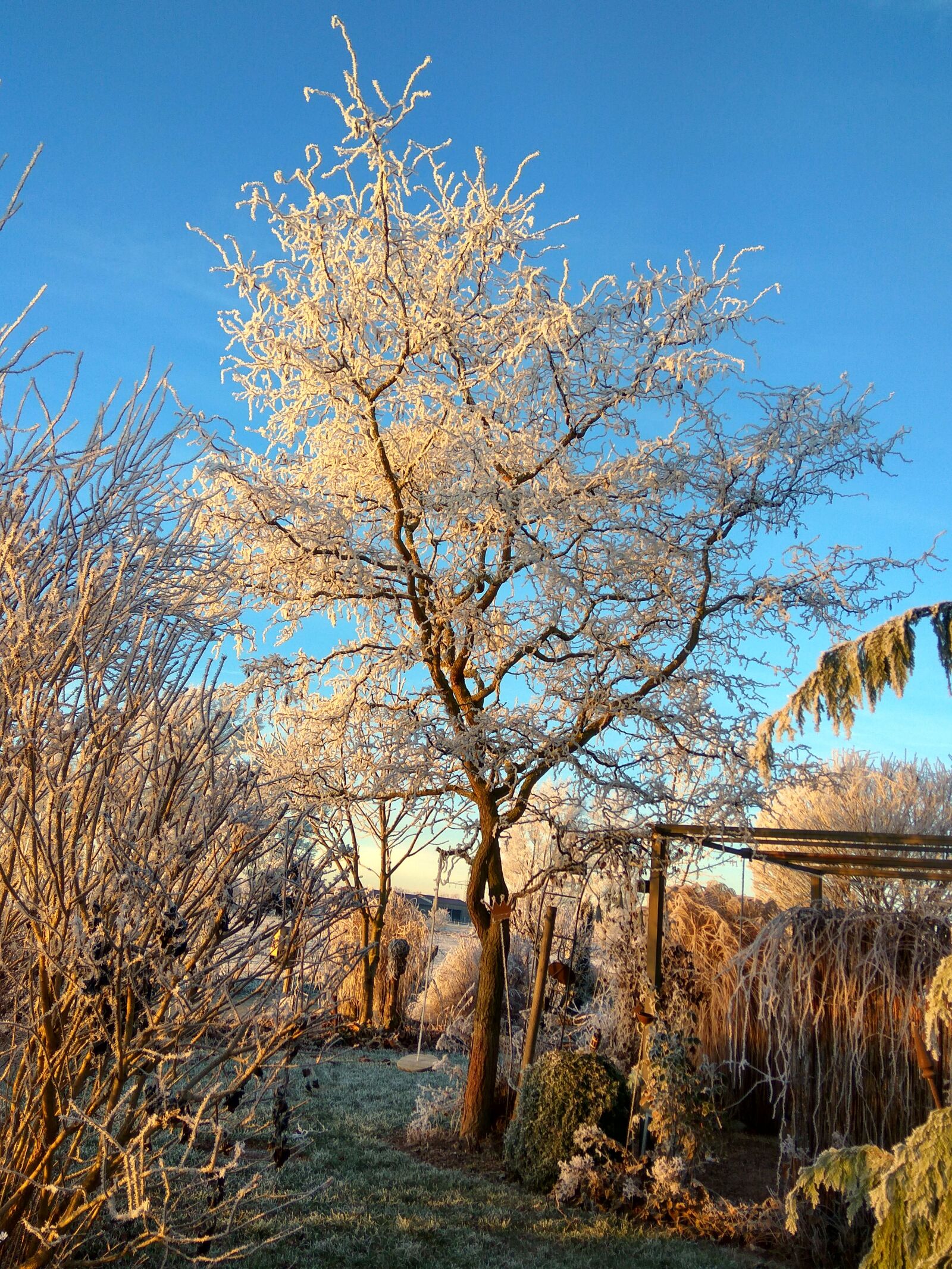 Xiaomi Redmi Note3 sample photo. Tree, ripe, robinia photography