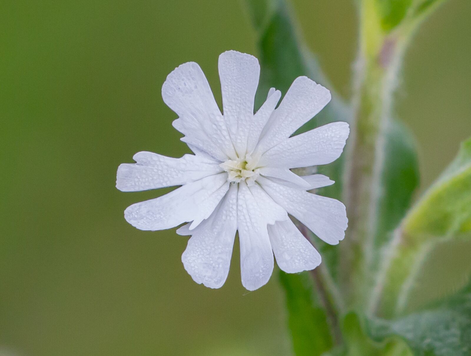 Canon EOS 5D Mark III sample photo. White campion, white flower photography