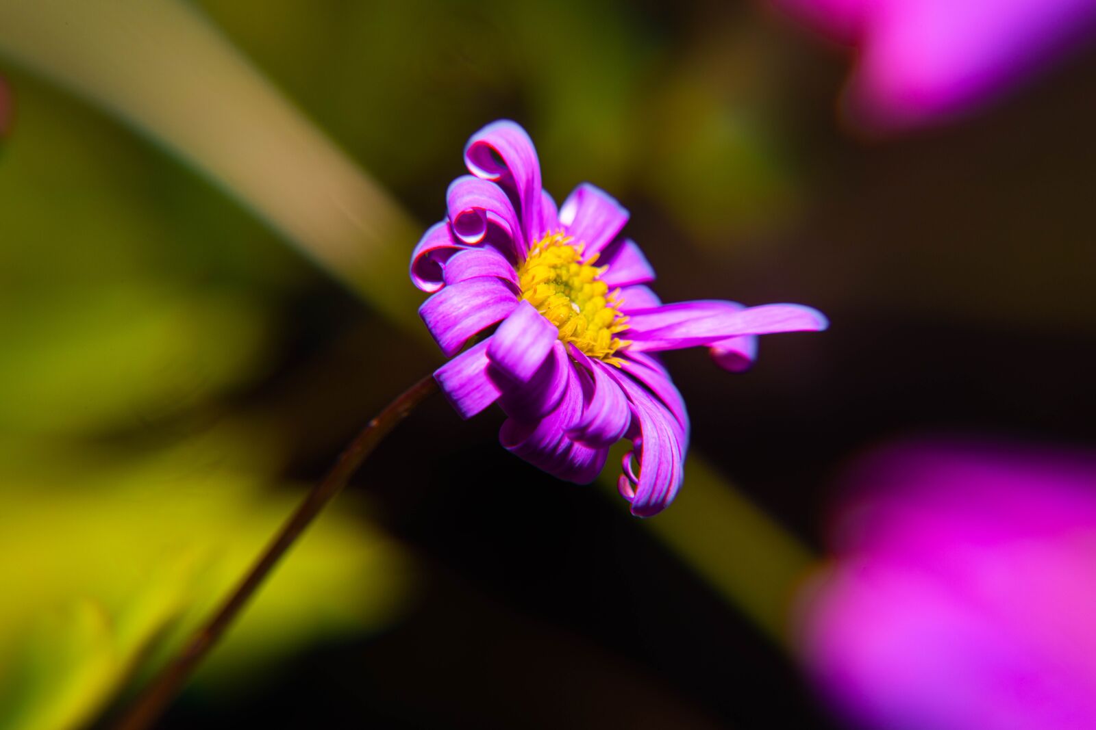 Nikon D850 sample photo. Spring, pollen, yellow photography