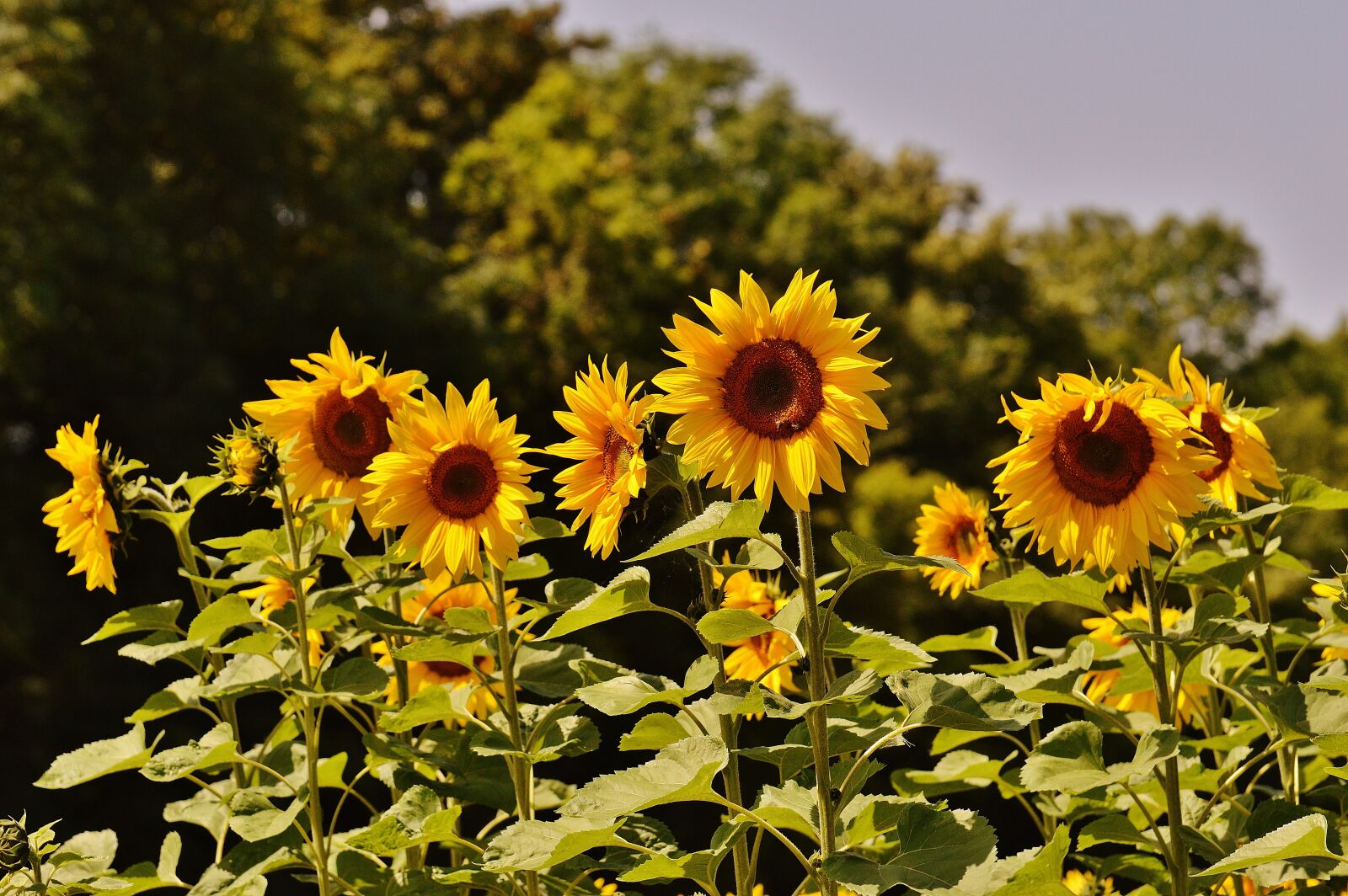 Nikon D3200 sample photo. Sunflower, bees, summer photography