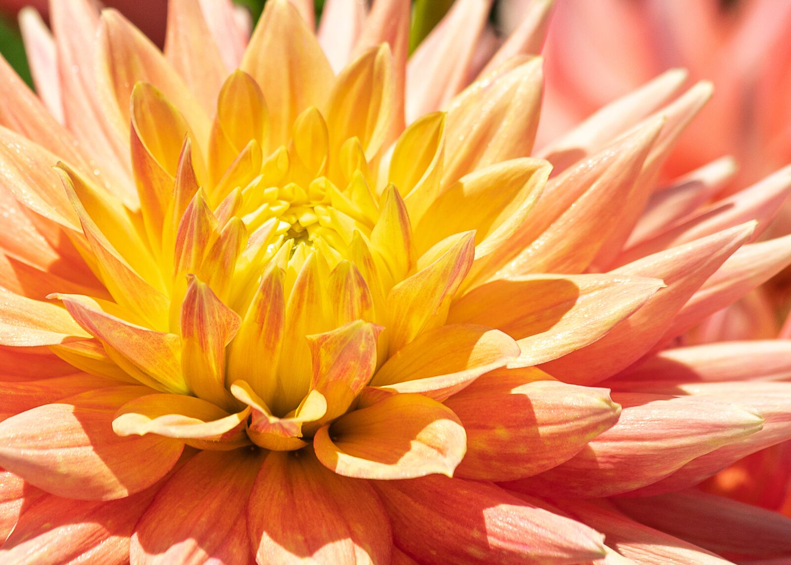 Canon EF 70-300mm F4-5.6 IS USM sample photo. Dahlia, flower, plant photography