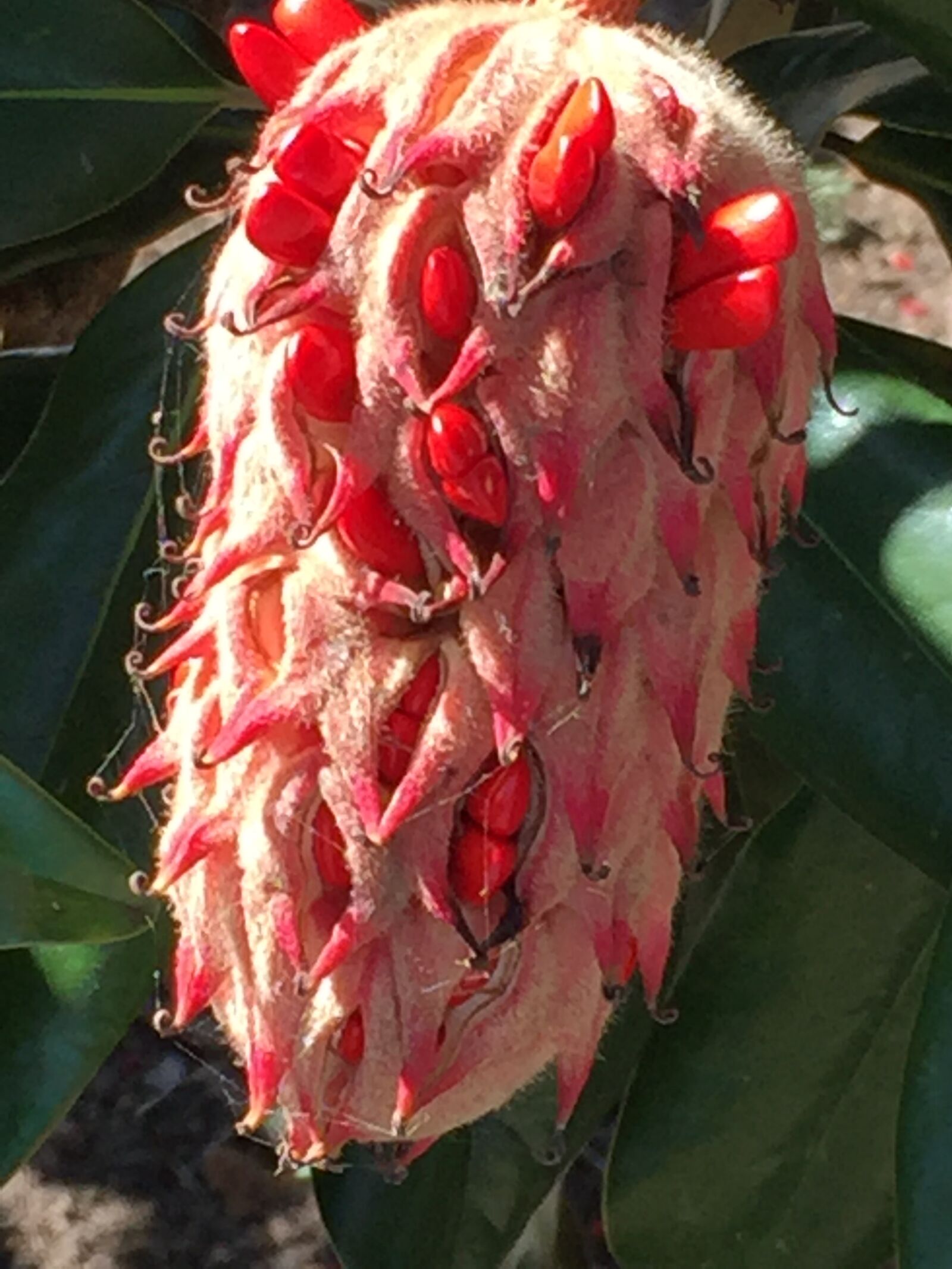 Apple iPhone 6 sample photo. Magnlia, bud photography