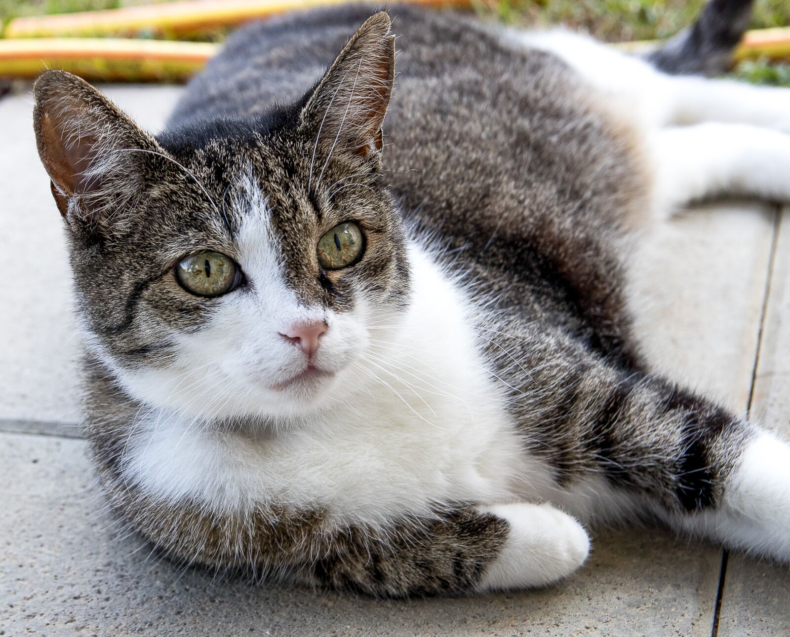 Canon EOS 80D sample photo. Cat, animal, pet photography