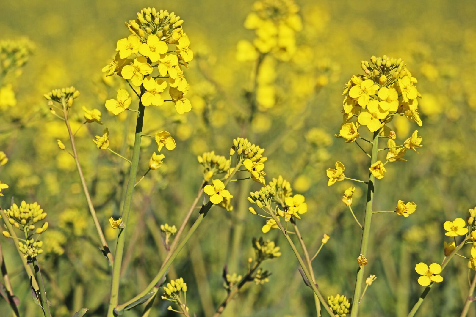 Canon EF-S 55-250mm F4-5.6 IS STM sample photo. Rape blossom, oilseed rape photography