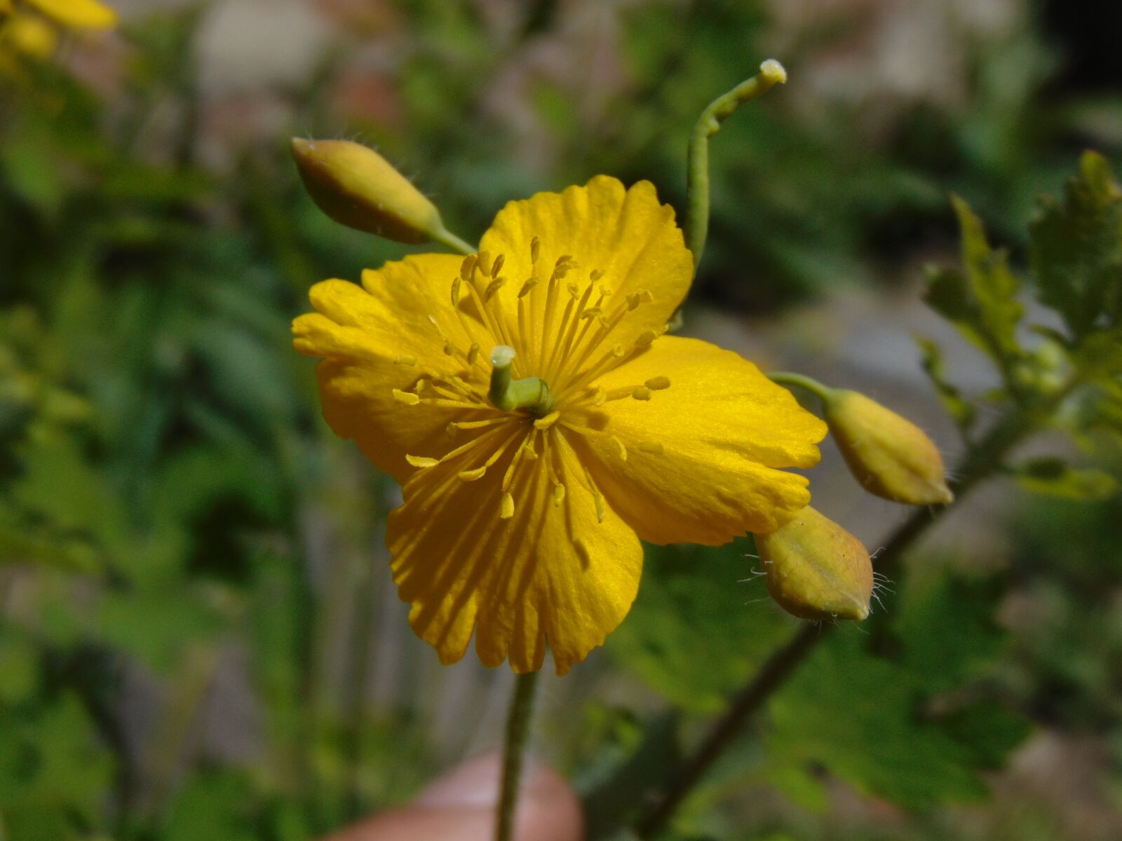 Sony Cyber-shot DSC-H300 sample photo. Celandine, flower, yellow photography