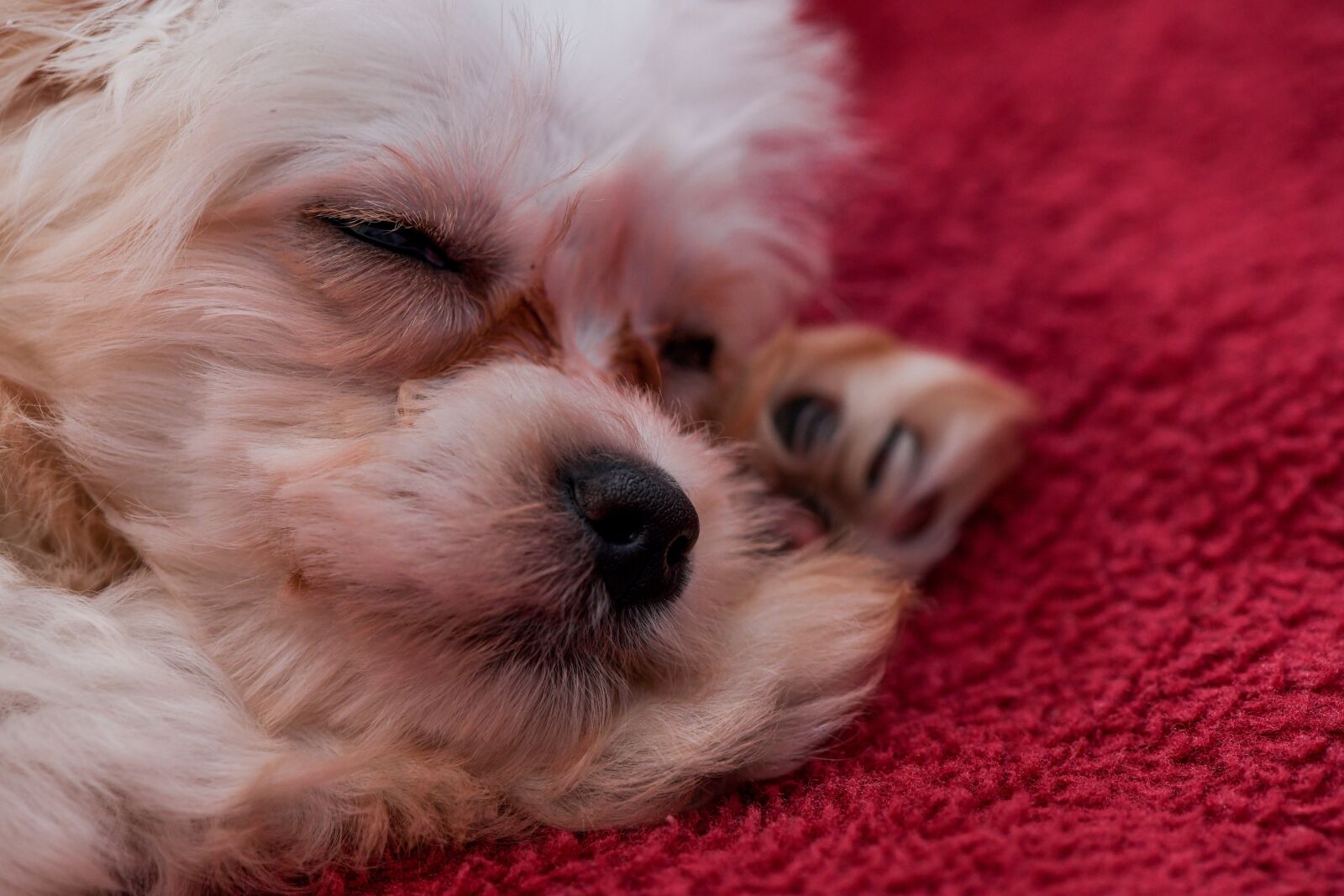 Nikon D850 sample photo. Dog, pet, puppy photography