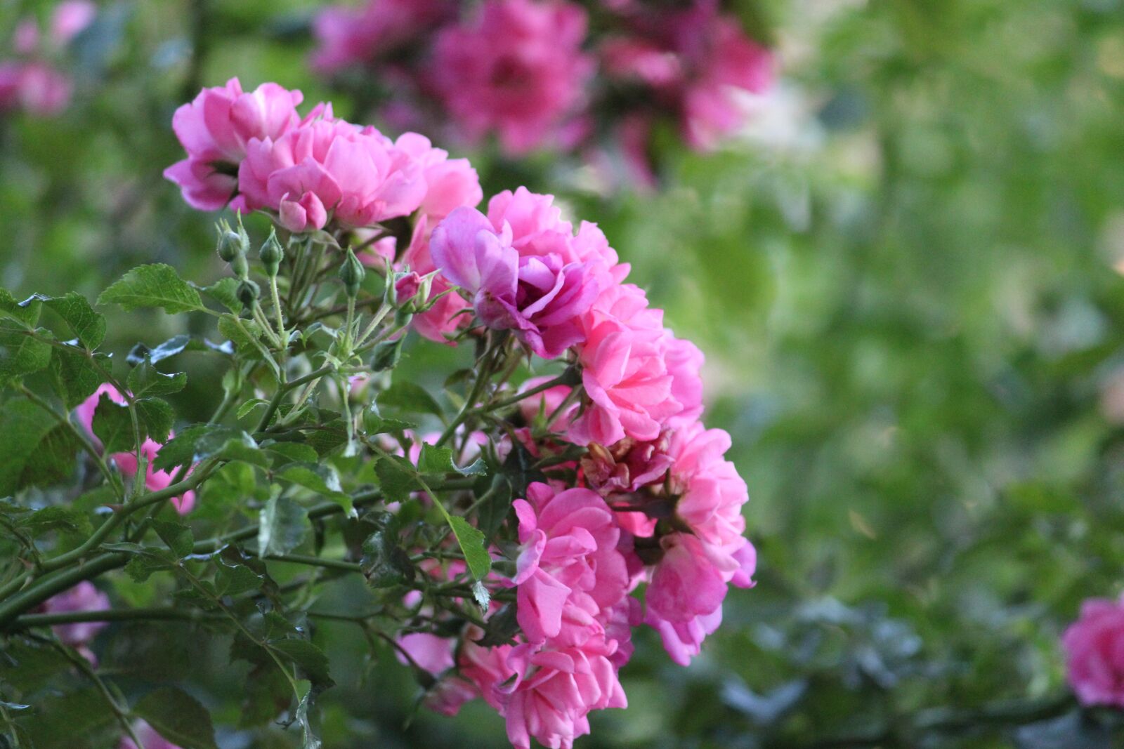 Canon EOS 1300D (EOS Rebel T6 / EOS Kiss X80) sample photo. Flower, flora, nature photography