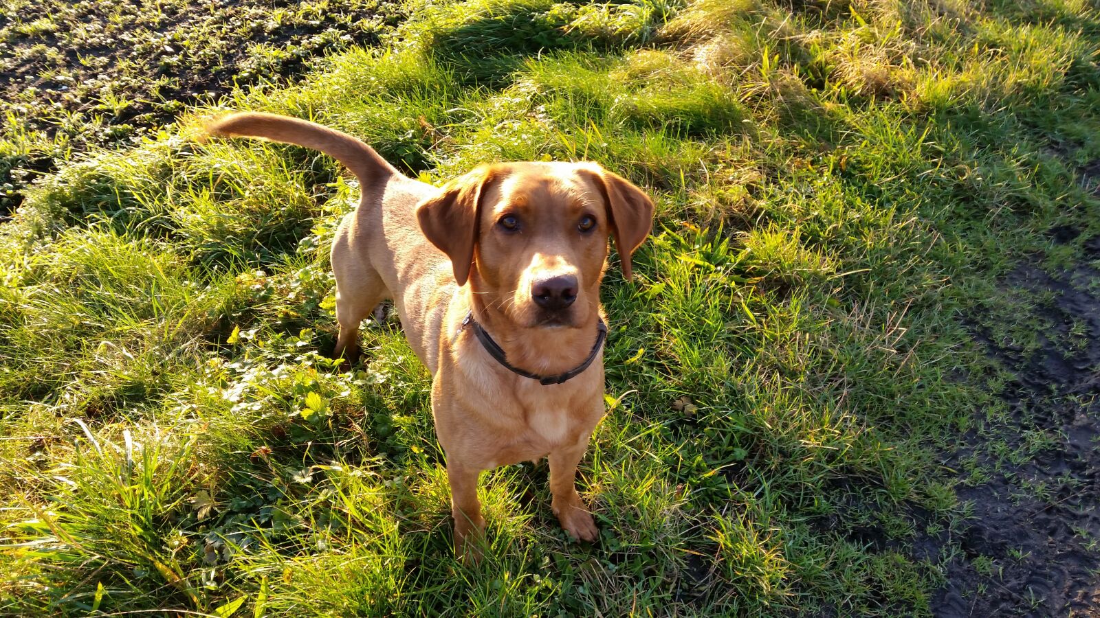 Samsung Galaxy S5 sample photo. Dog, retreiver, animals photography