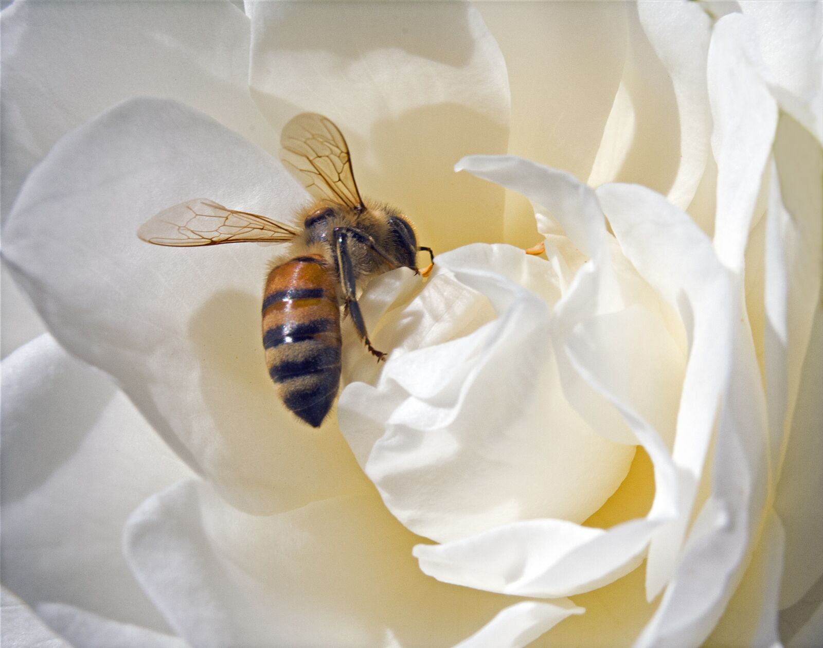 Nikon D5200 sample photo. Bee, honeybee, pollen photography