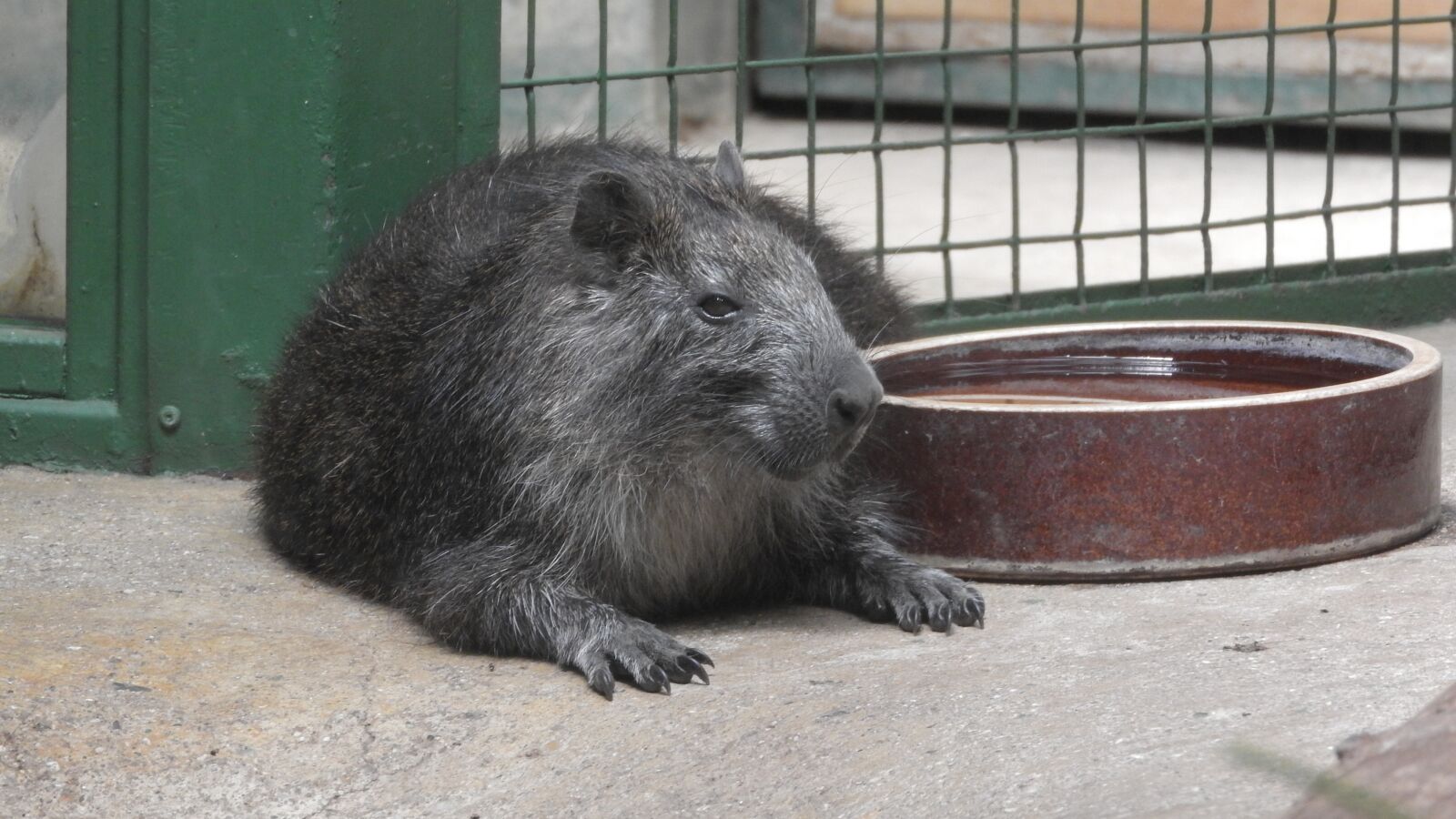Nikon Coolpix P610 sample photo. Hutia, hutia, the cuban photography