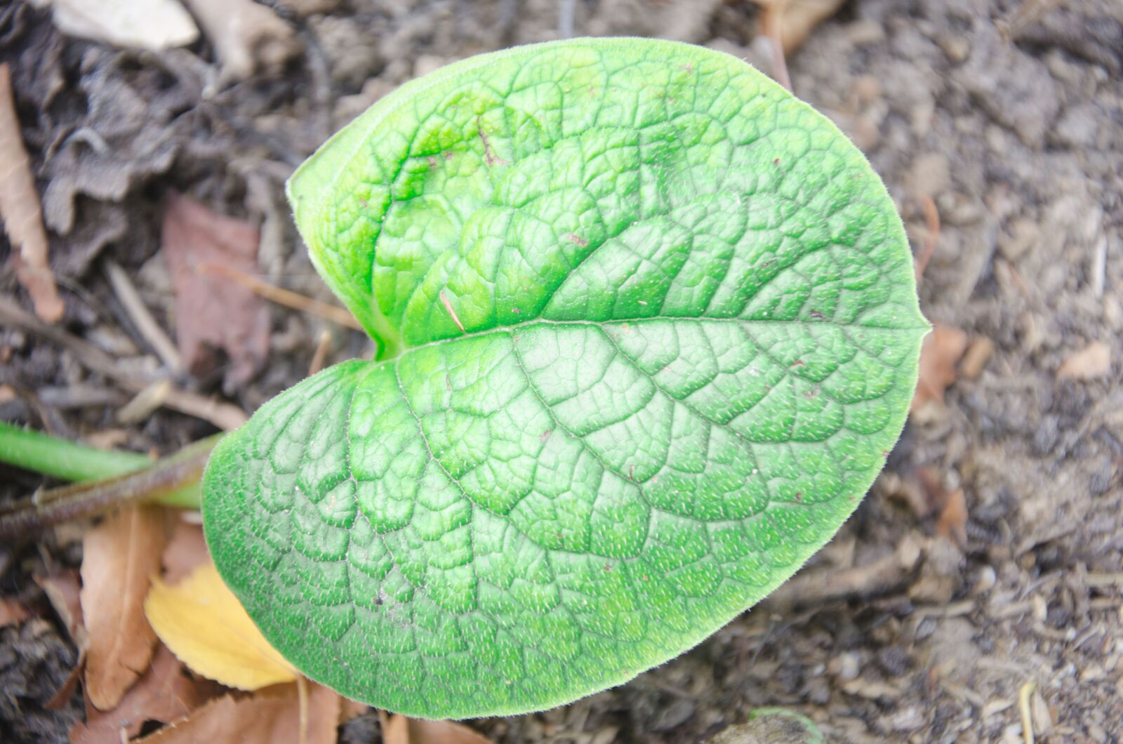 Nikon D7000 sample photo. Leaf, sheet, green photography