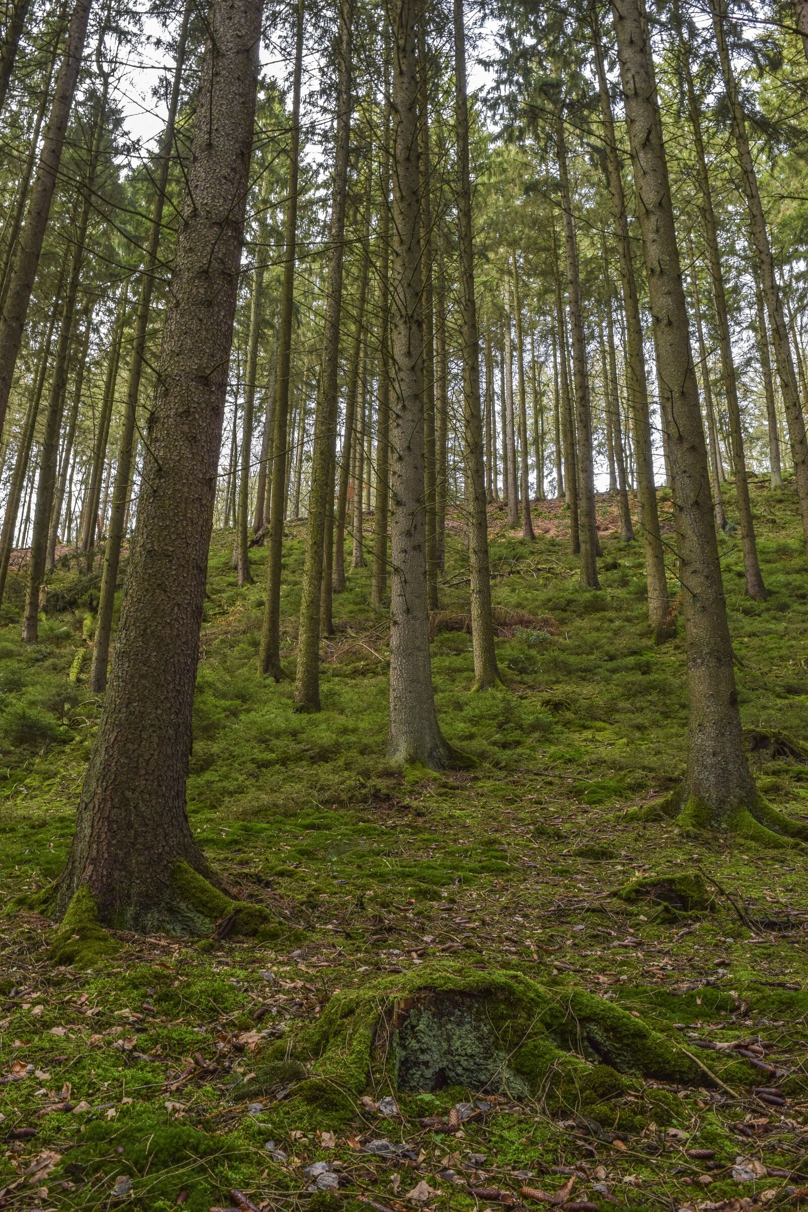 Nikon D3300 sample photo. Forest, nature, landscape photography
