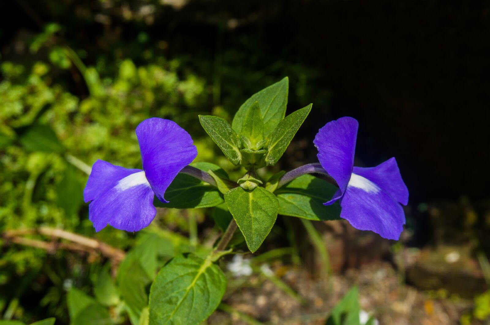 Sony Alpha NEX-3N sample photo. Flowers, purple, nature photography
