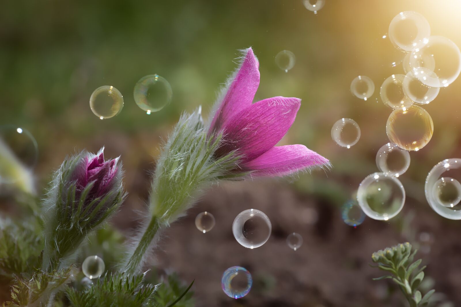 Nikon D750 sample photo. Anemone, purple, pink photography