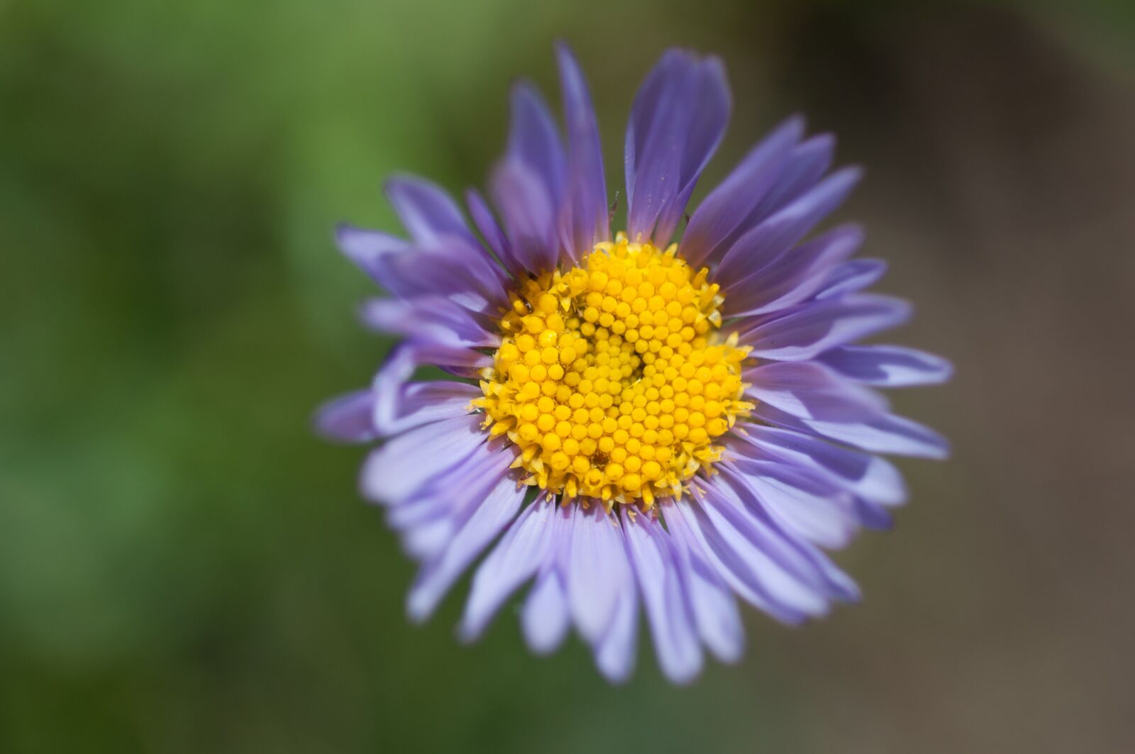 Nikon D90 sample photo. Aster, purple, flower photography