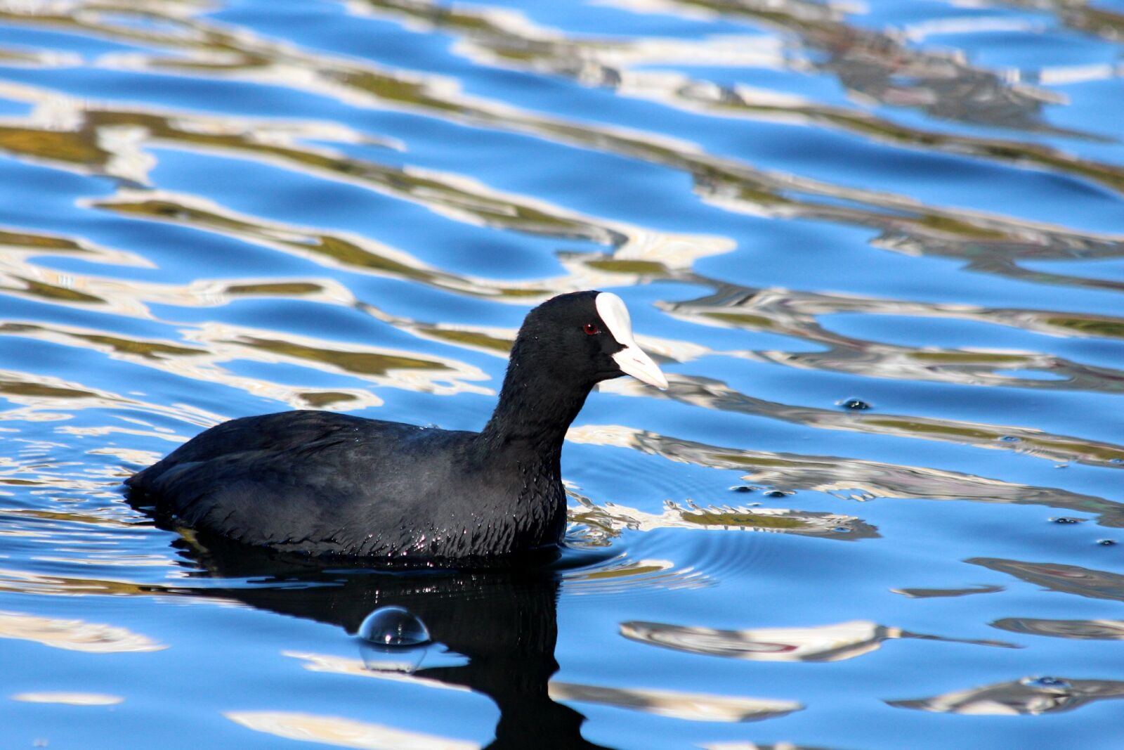 Canon EOS 650D (EOS Rebel T4i / EOS Kiss X6i) sample photo. Coot, fulica atra, bird photography