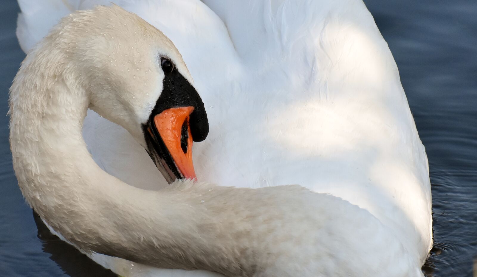 Nikon D7200 sample photo. Swan, feather, plumage photography