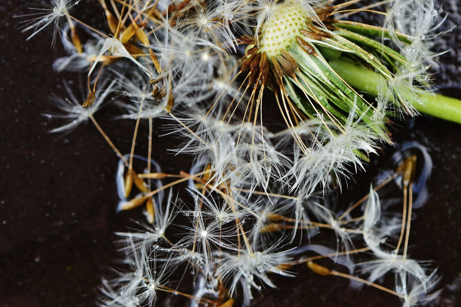 Nikon D3200 sample photo. Dandelion, plant, rain photography