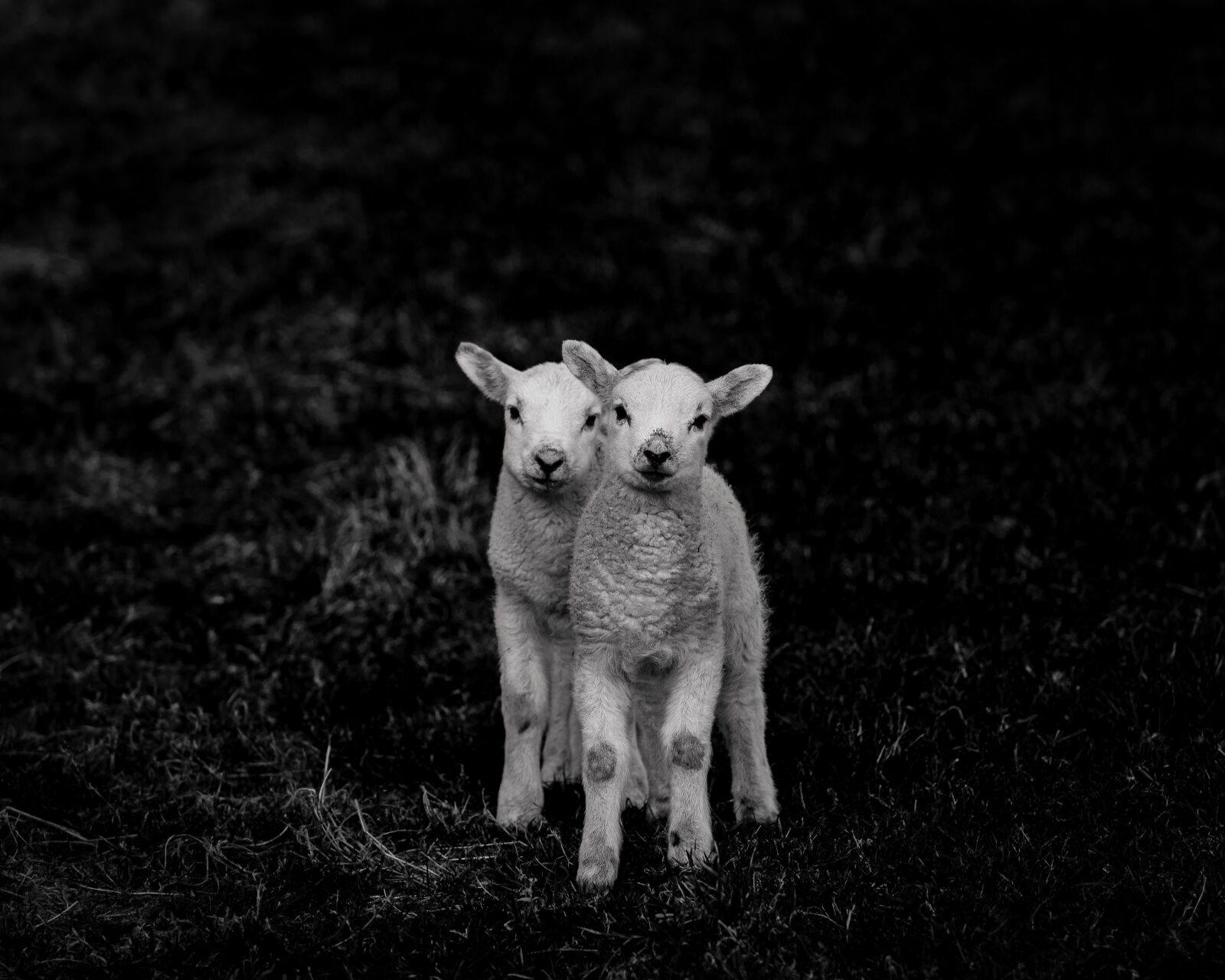 Nikon D600 sample photo. Lambs, sheep, livestock photography