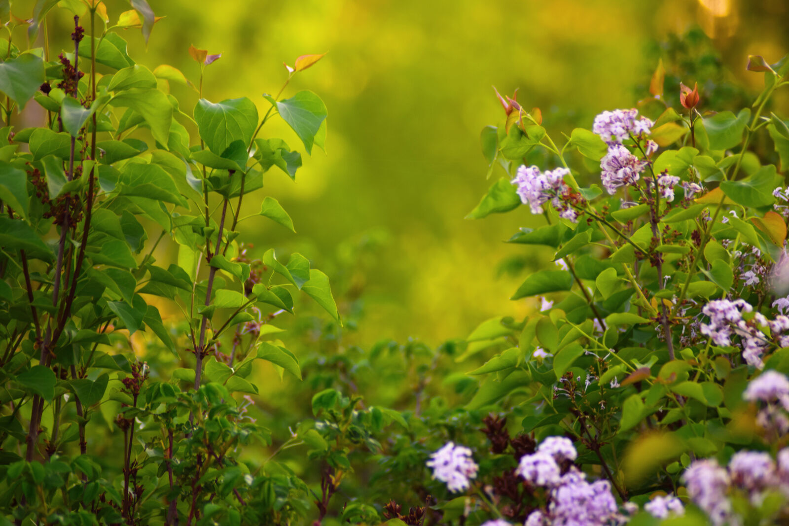 Nikon D5300 sample photo