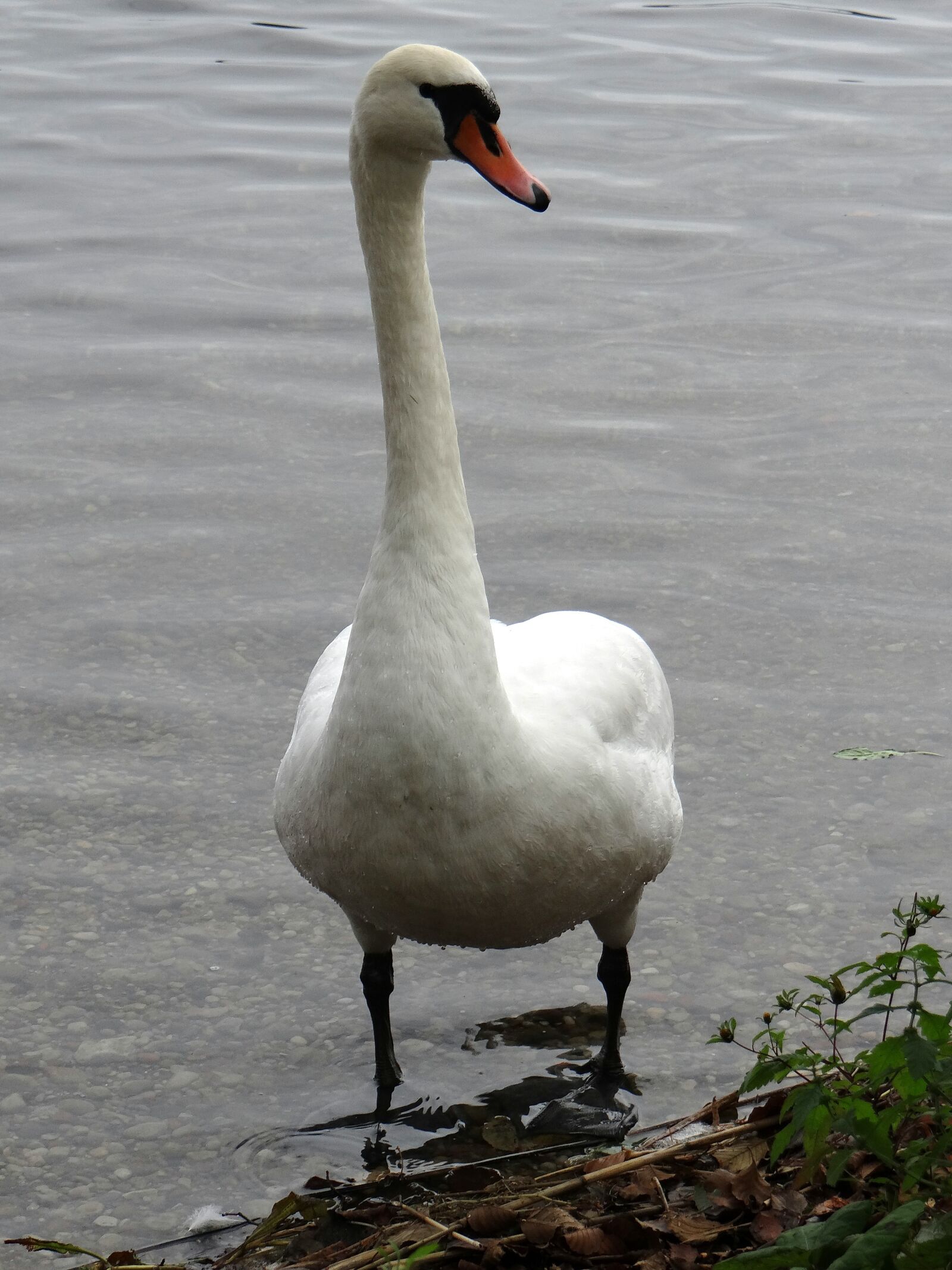 Sony DSC-HX200V sample photo. Swan, animals, lake photography