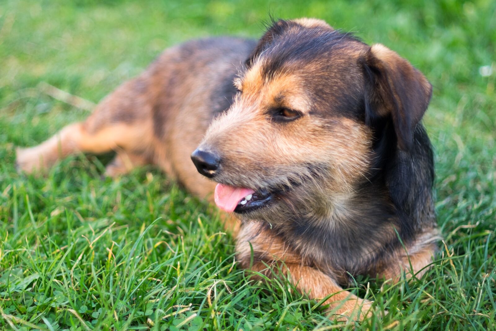Fujifilm X-T10 sample photo. Dog, animal, puppy photography
