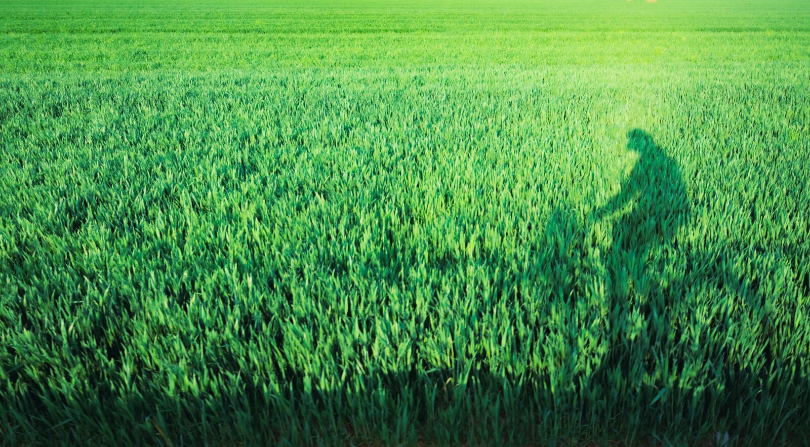 Nikon D7200 sample photo. In wheat field, riding photography