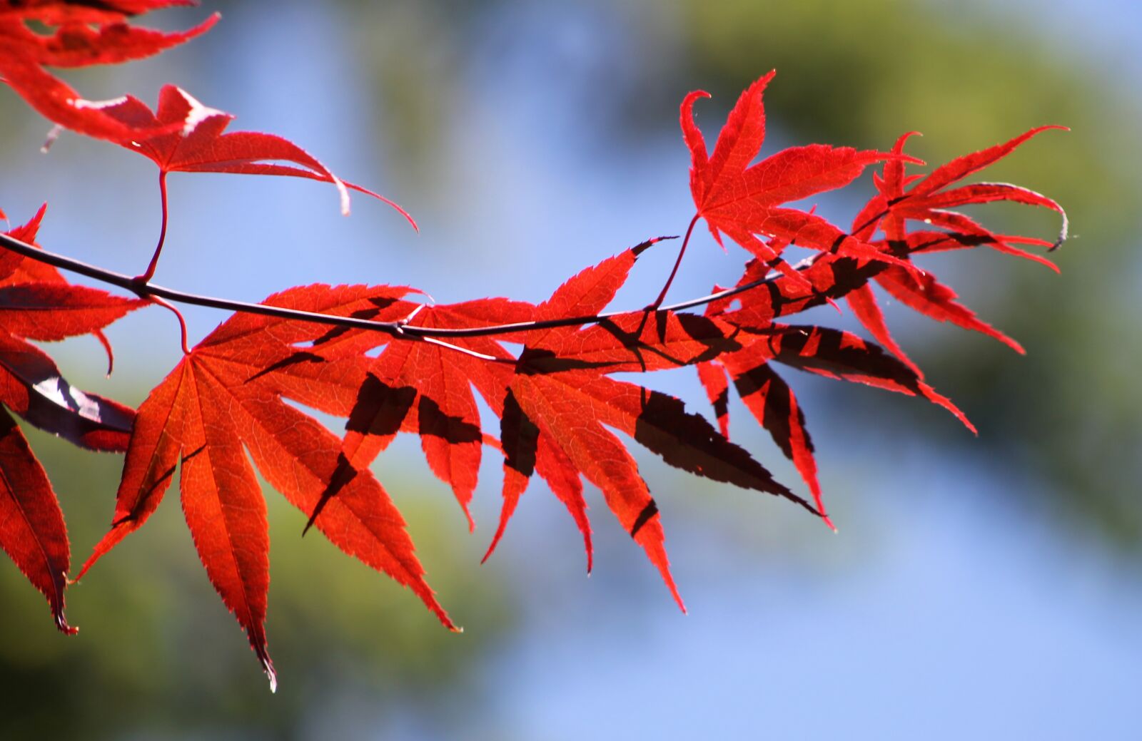Canon EF 75-300mm f/4-5.6 sample photo. Red, leaves, fall photography