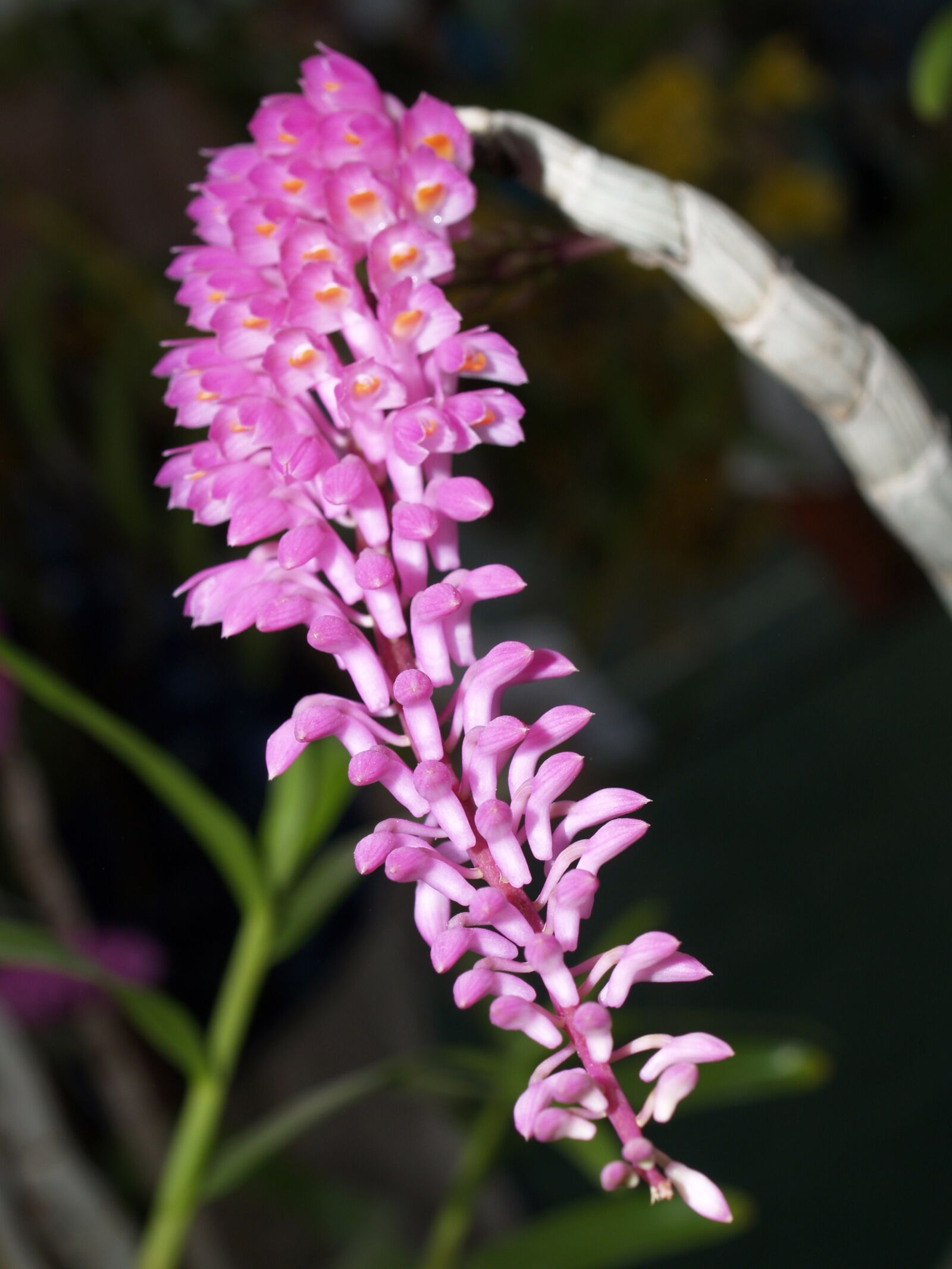 Olympus E-300 (EVOLT E-300) sample photo. Orchid, flower, bright photography