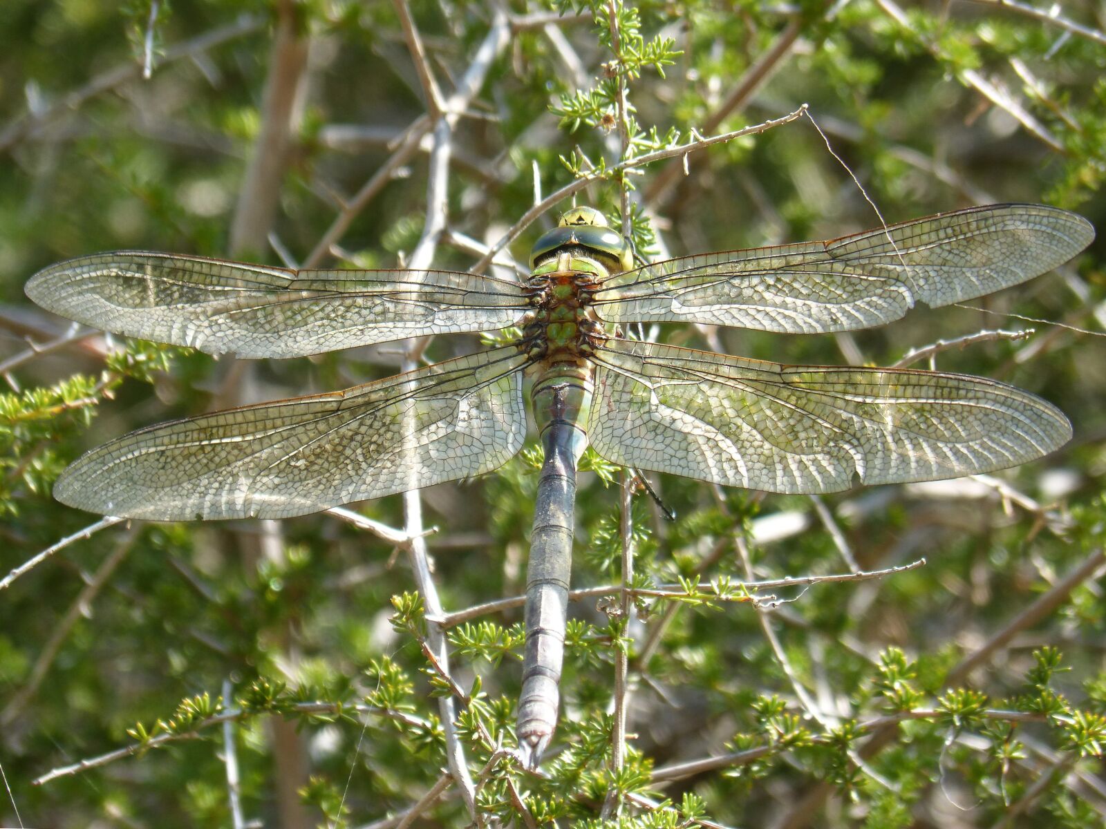 Panasonic DMC-FZ62 sample photo. Dragonfly, dragonfly large, blue photography