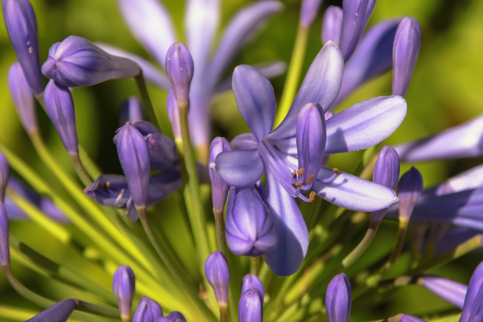 Canon EOS 7D Mark II sample photo. Flower, flora, garden photography
