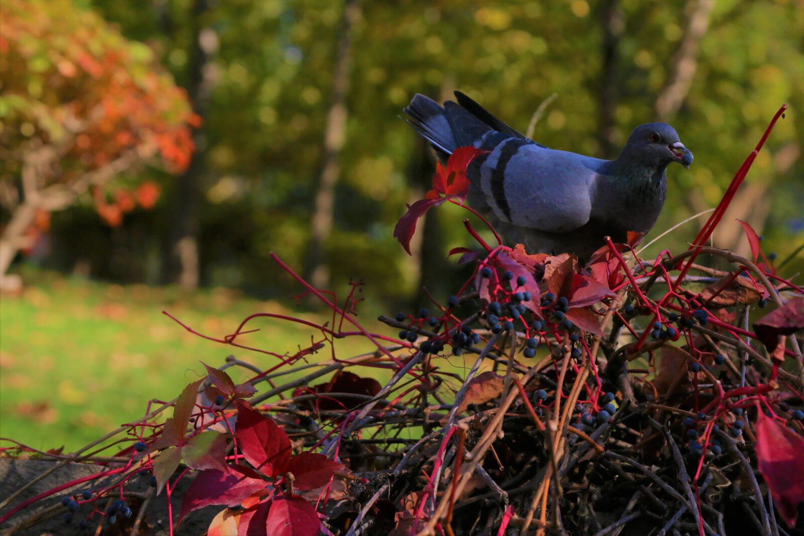 Canon EF 24-105mm F4L IS USM sample photo. Bird, pigeon, winged photography