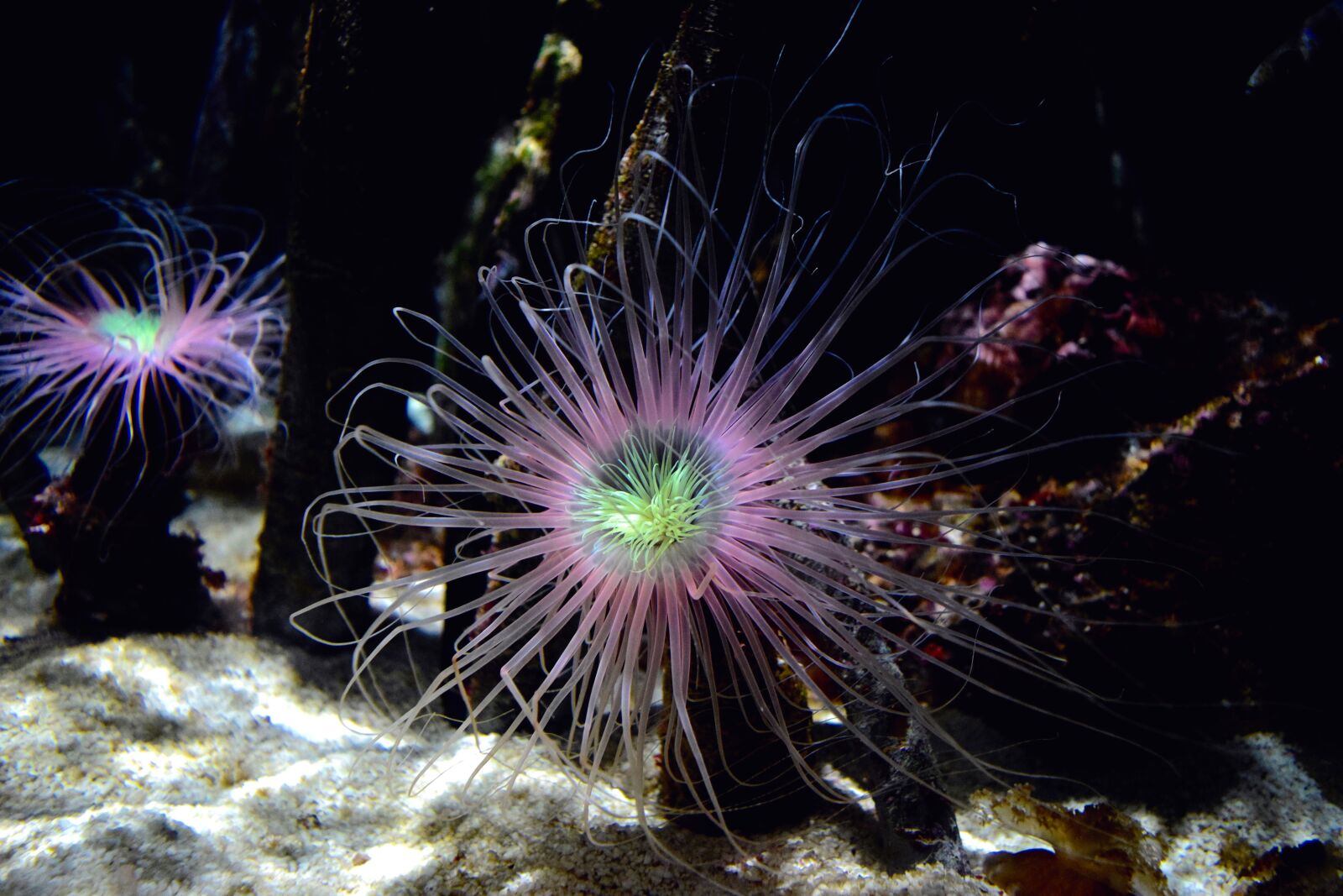 Nikon D3300 sample photo. Sea anemone, sea, ocean photography