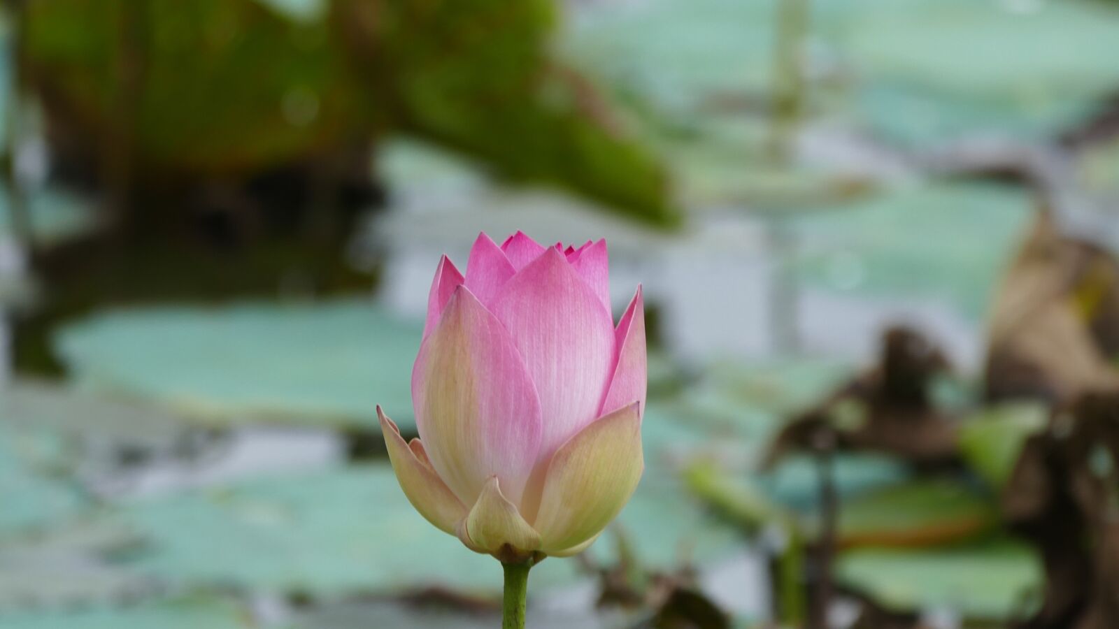 Panasonic Lumix DMC-FZ1000 sample photo. Lotus, flower, vi t photography