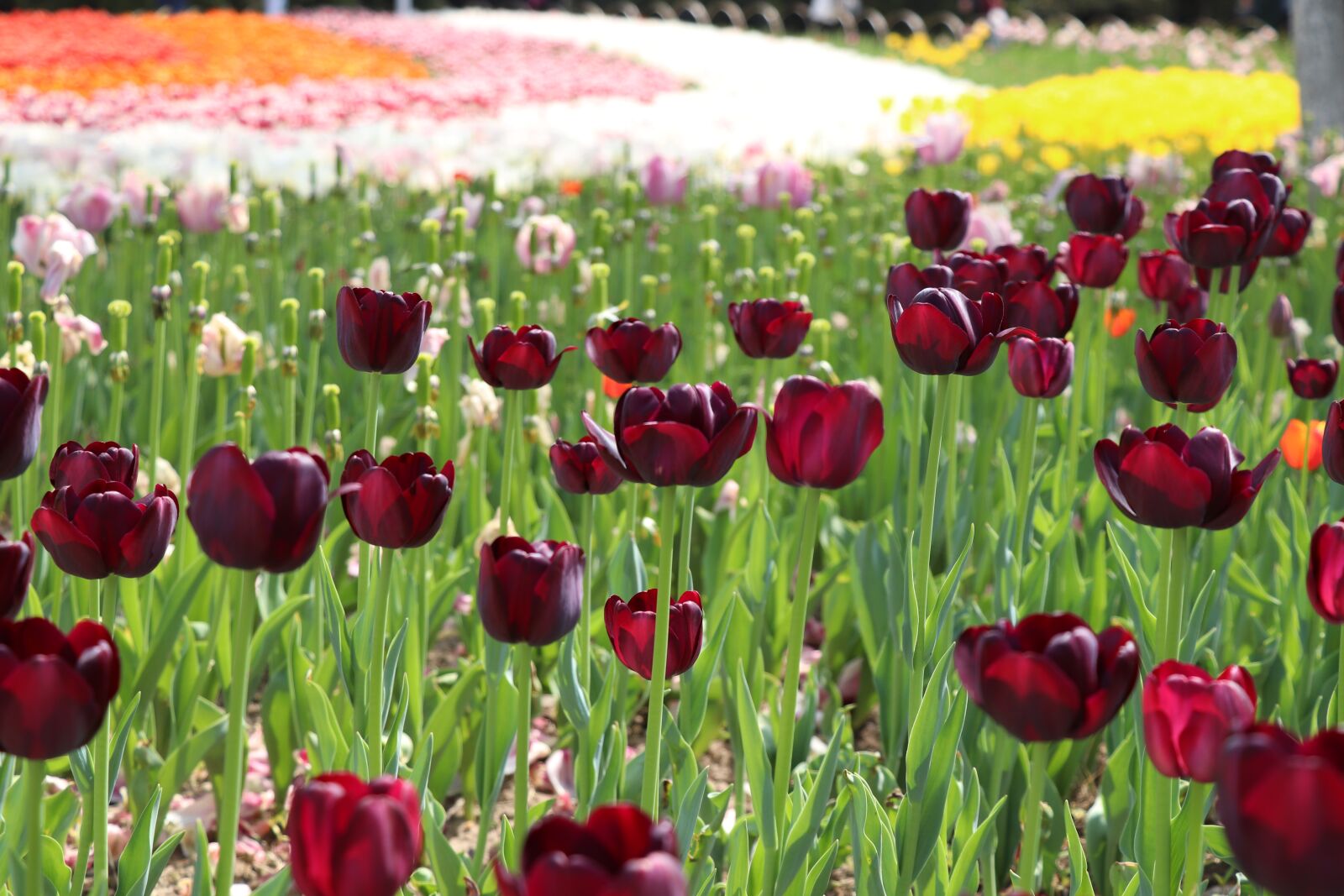 Canon EOS 77D (EOS 9000D / EOS 770D) sample photo. Flower, nature, tulip photography