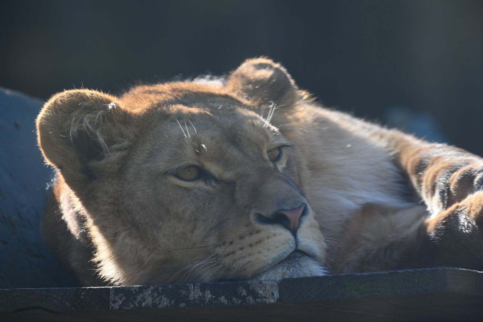 Nikon Z7 sample photo. Lioness, predator, africa photography