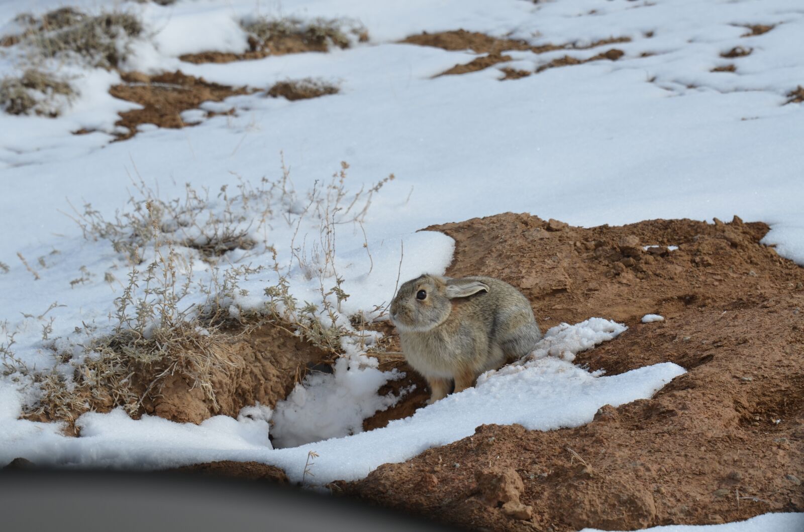 Nikon D7000 sample photo. Cottontail rabbit, bunny, animal photography