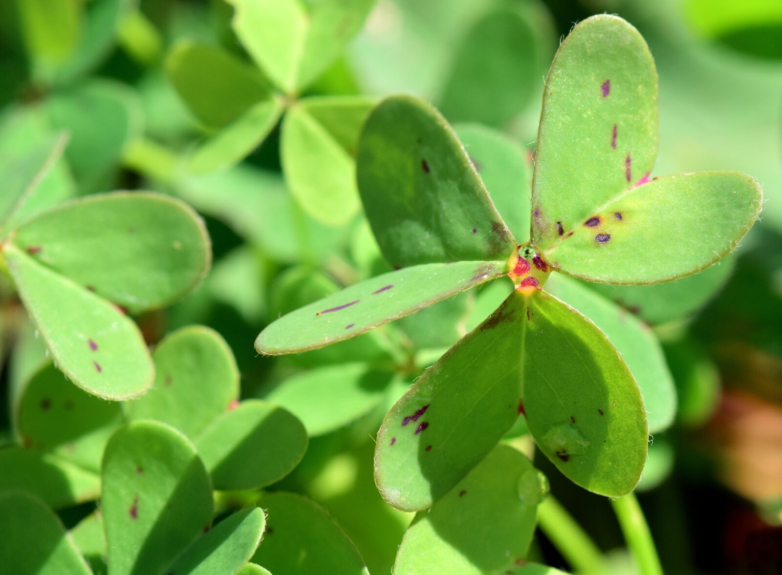 Nikon D3300 sample photo. Oxalis corniculata, close up photography