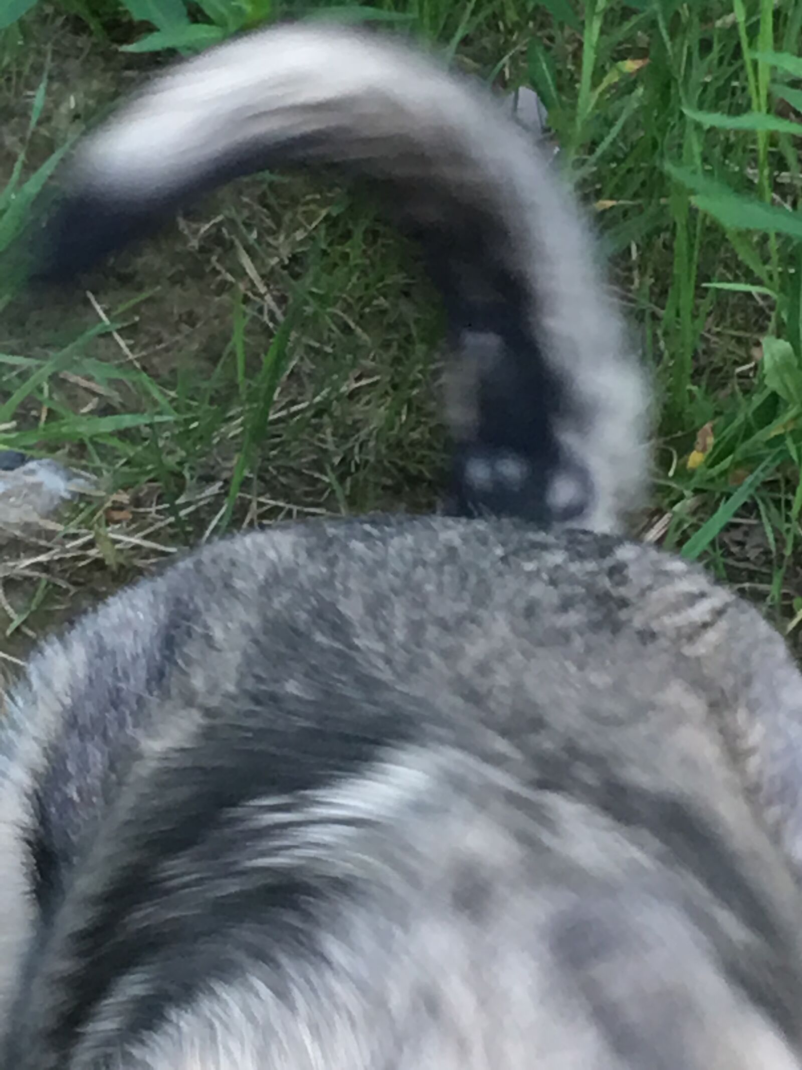 Apple iPhone 6s Plus sample photo. Dog, husky, sled, dog photography