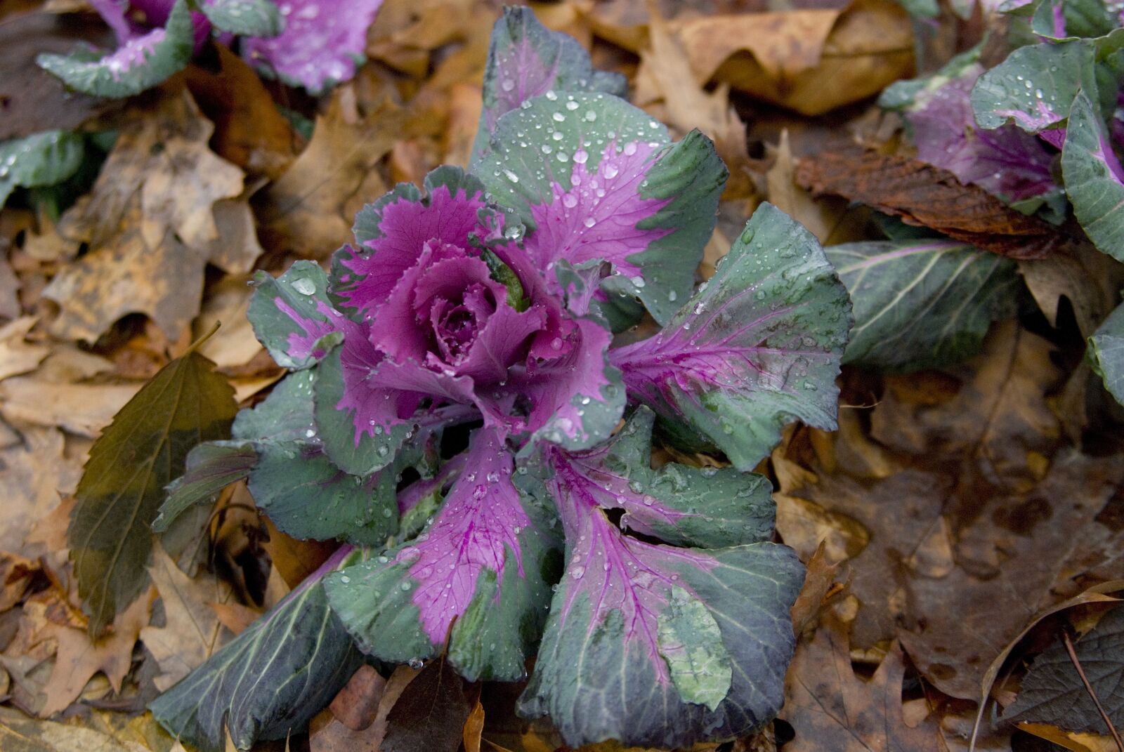 Nikon D80 sample photo. Verze, winter, vegetables photography