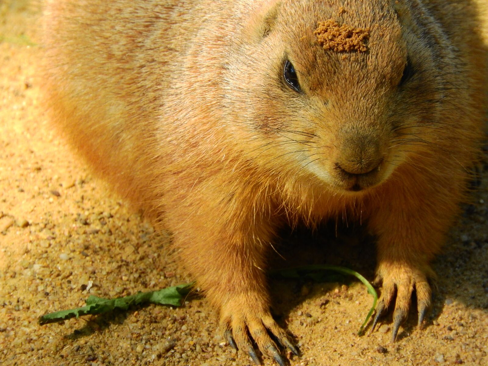 Nikon Coolpix P610 sample photo. Black-tailed prairie dog, cynomys photography