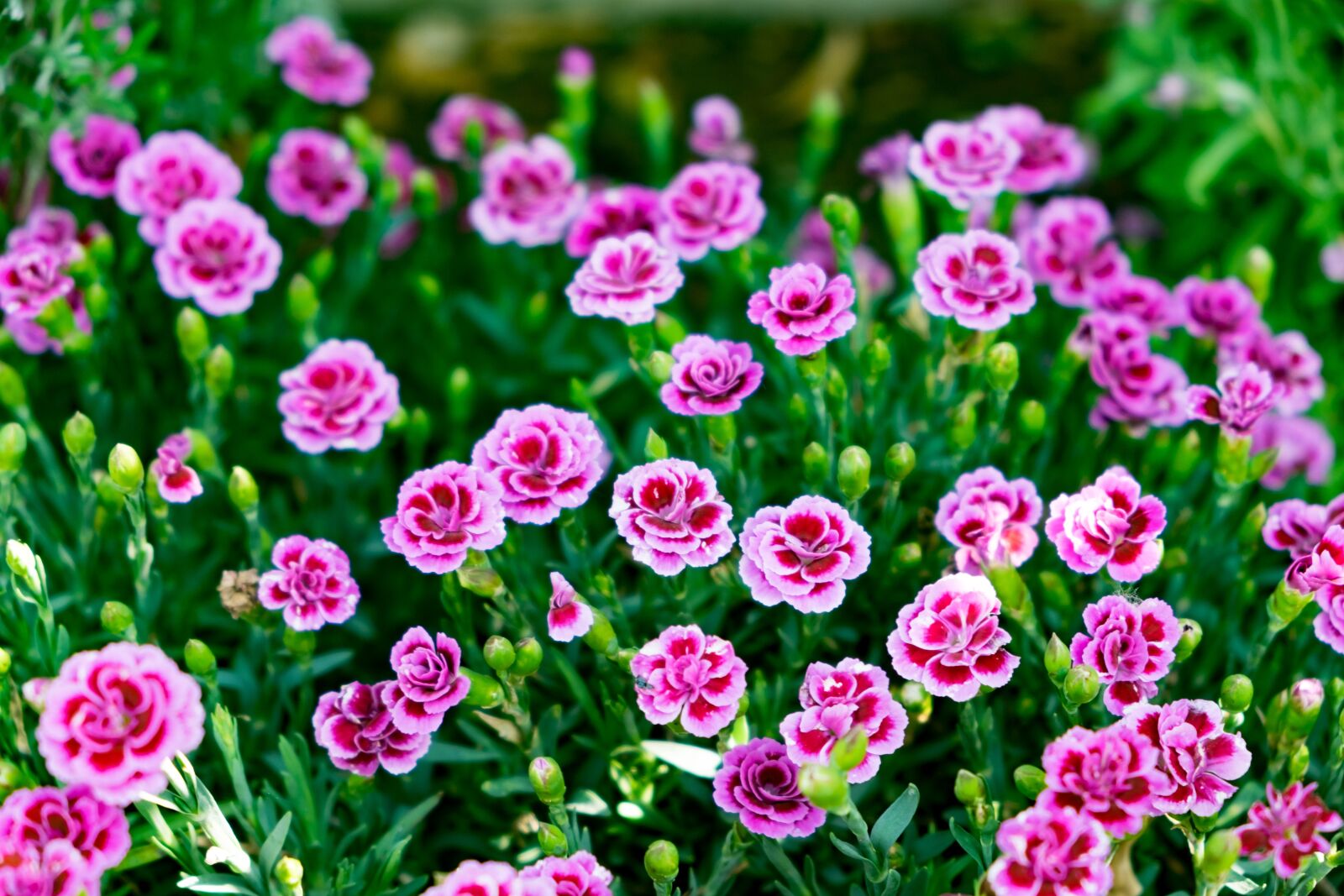 Fujifilm X-T10 sample photo. Flower, pink, spring photography