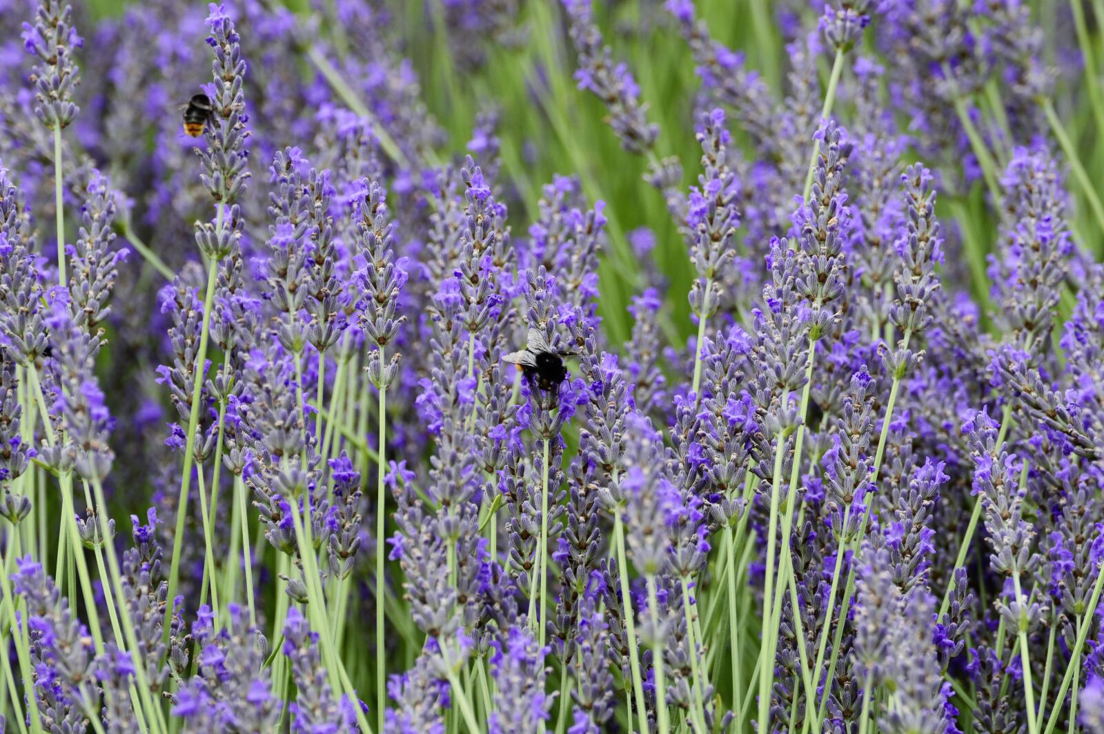 Nikon D3200 sample photo. Lavender, flower, hummel photography