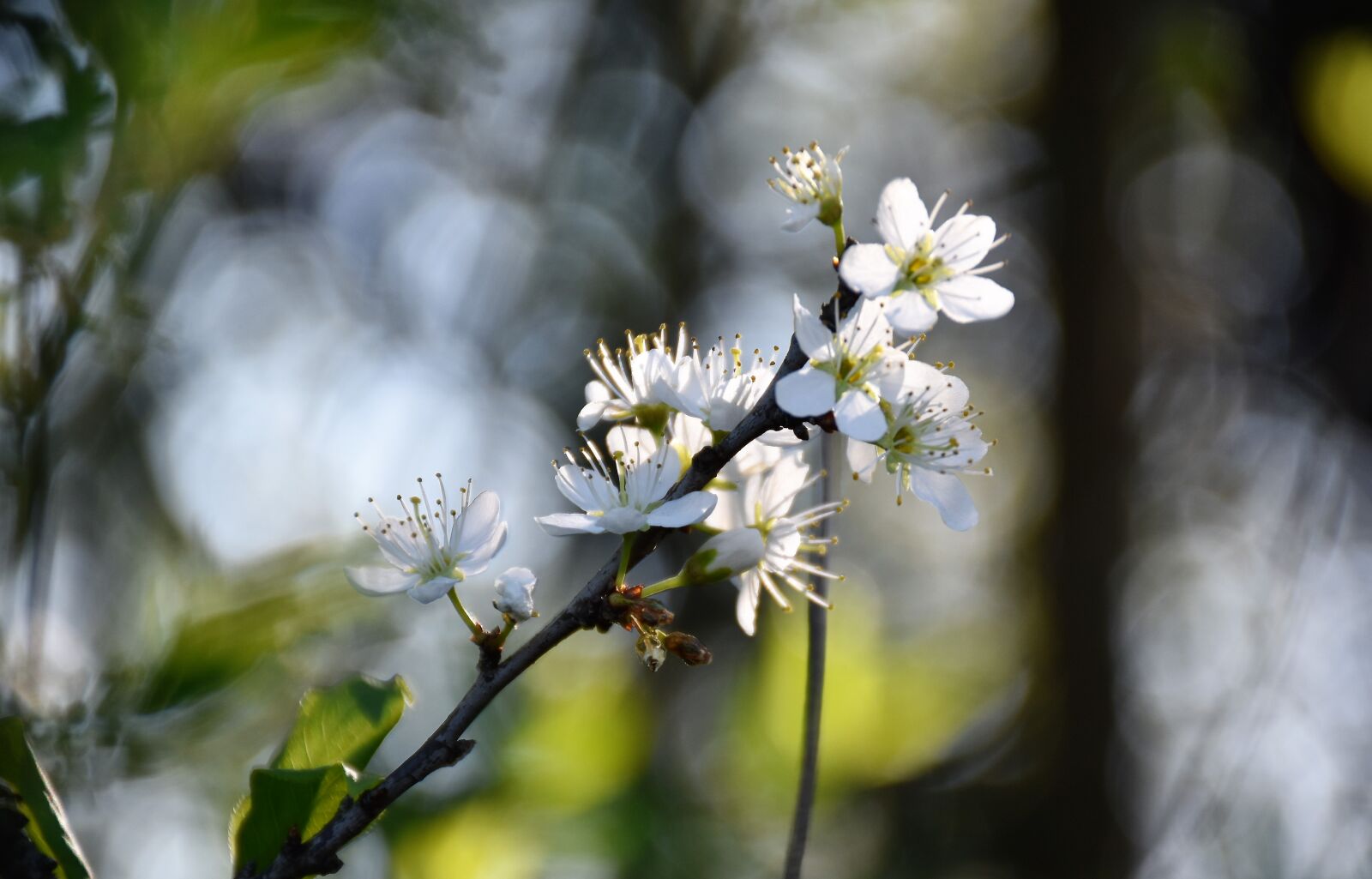 Nikon D5600 sample photo. White flowers, branches, spring photography