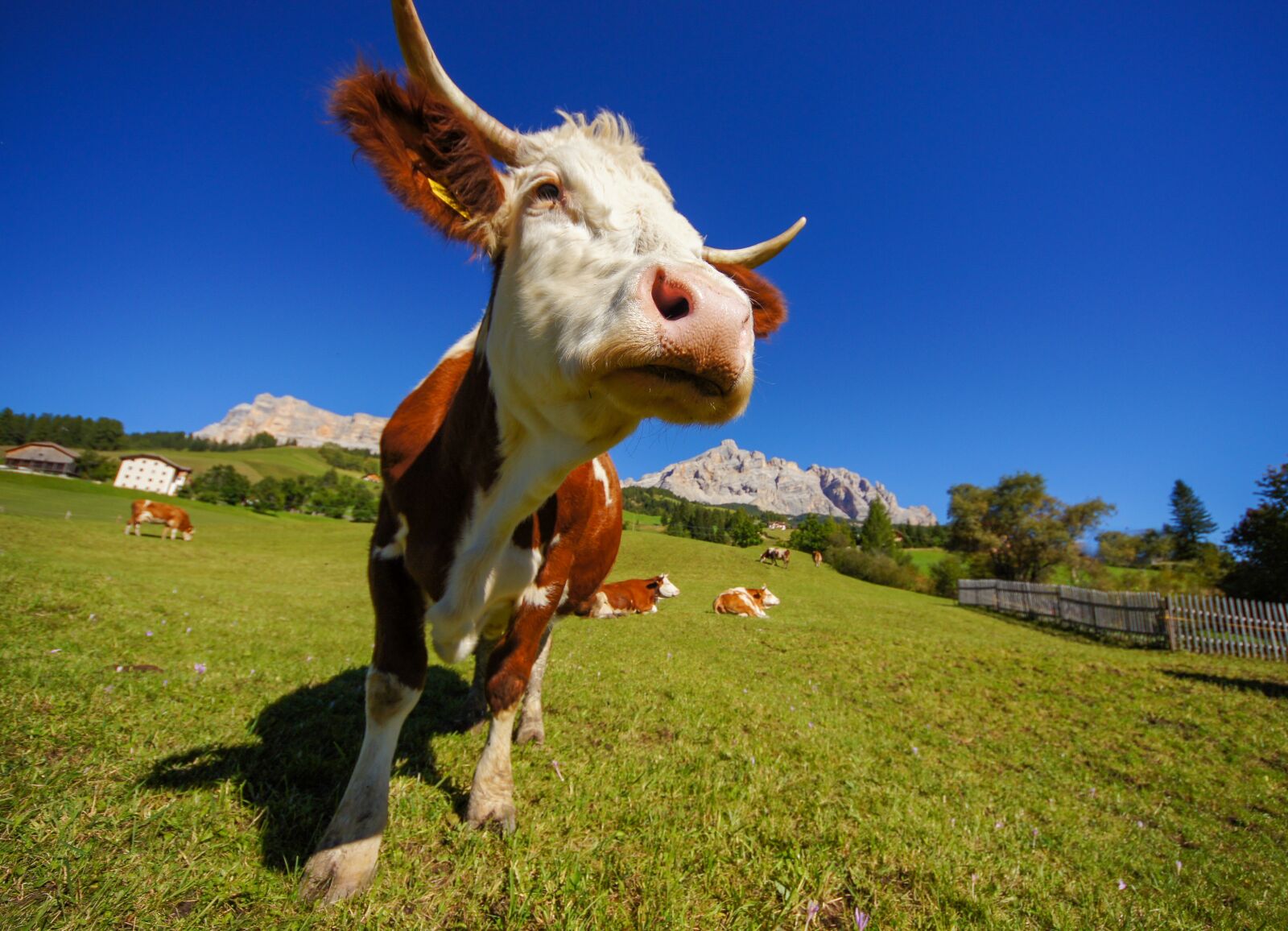 Sony SLT-A55 (SLT-A55V) sample photo. Cow, pasture, prato photography