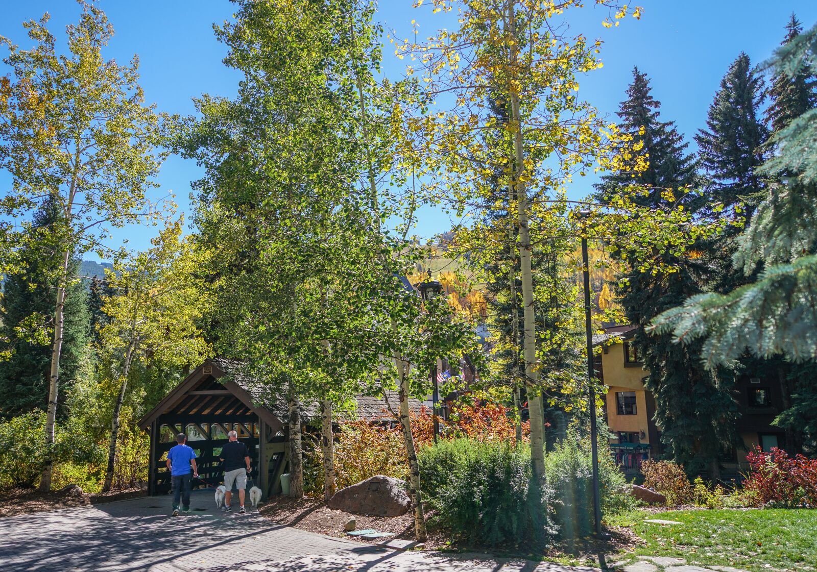 Sony a7R II + Sony FE 24-240mm F3.5-6.3 OSS sample photo. Vail, colorado, forest photography