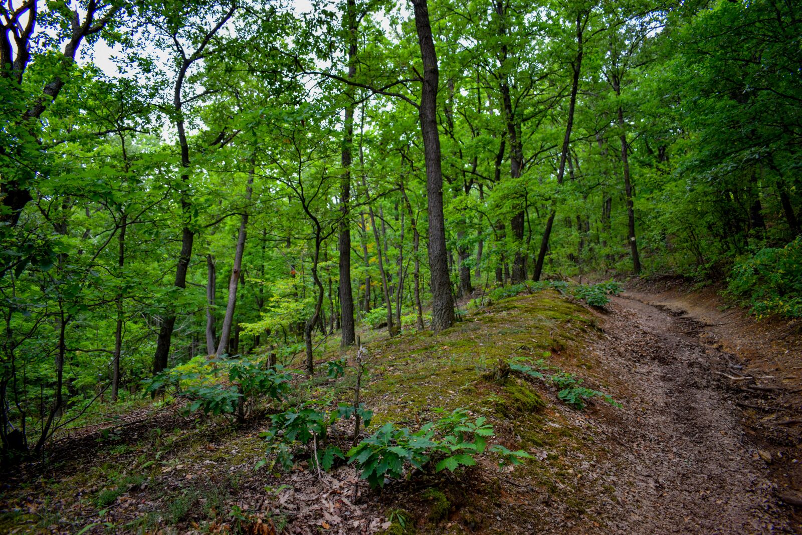 Nikon D5300 sample photo. Extended areas are covered photography