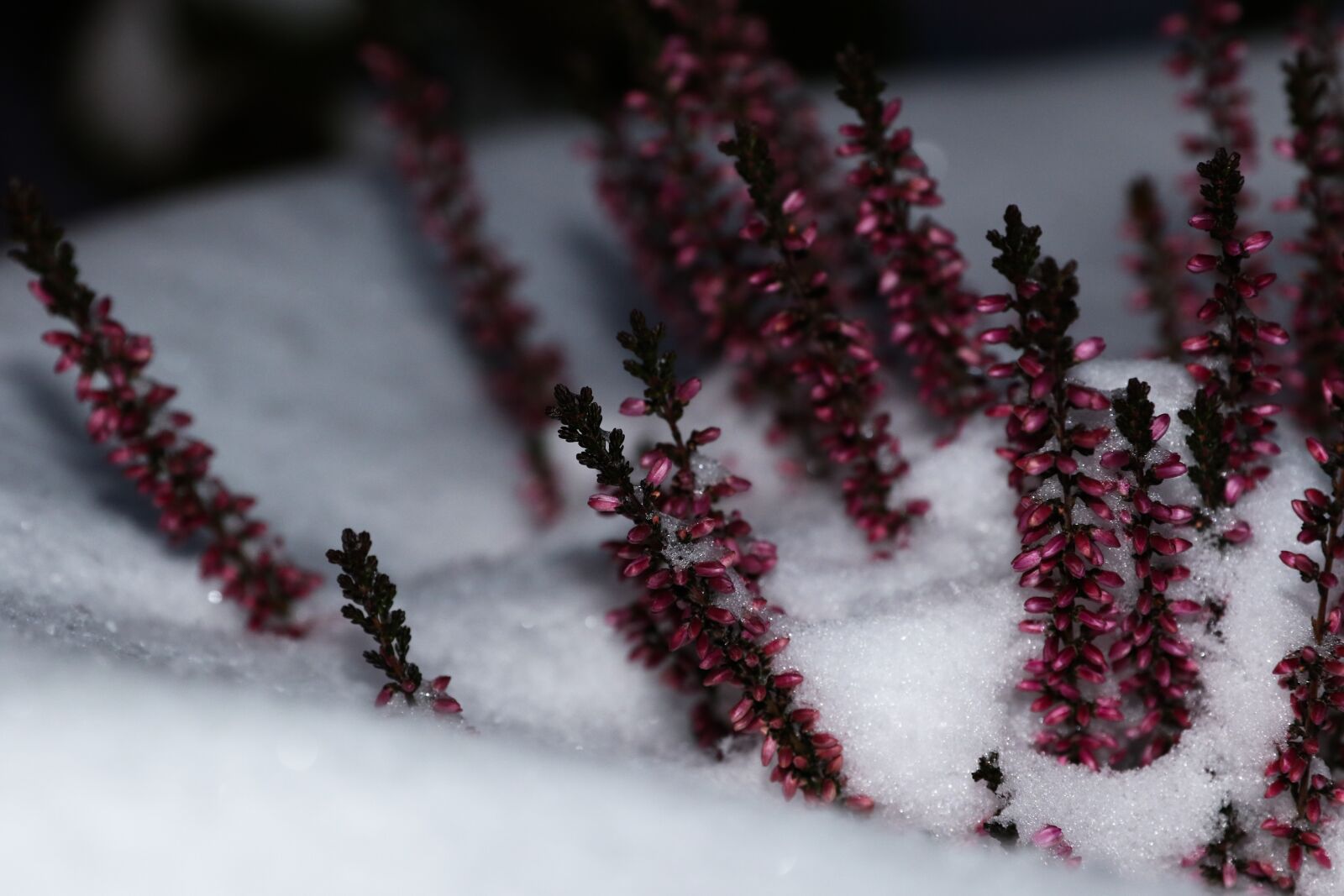Canon EOS 7D Mark II sample photo. Winter, flower, nature photography